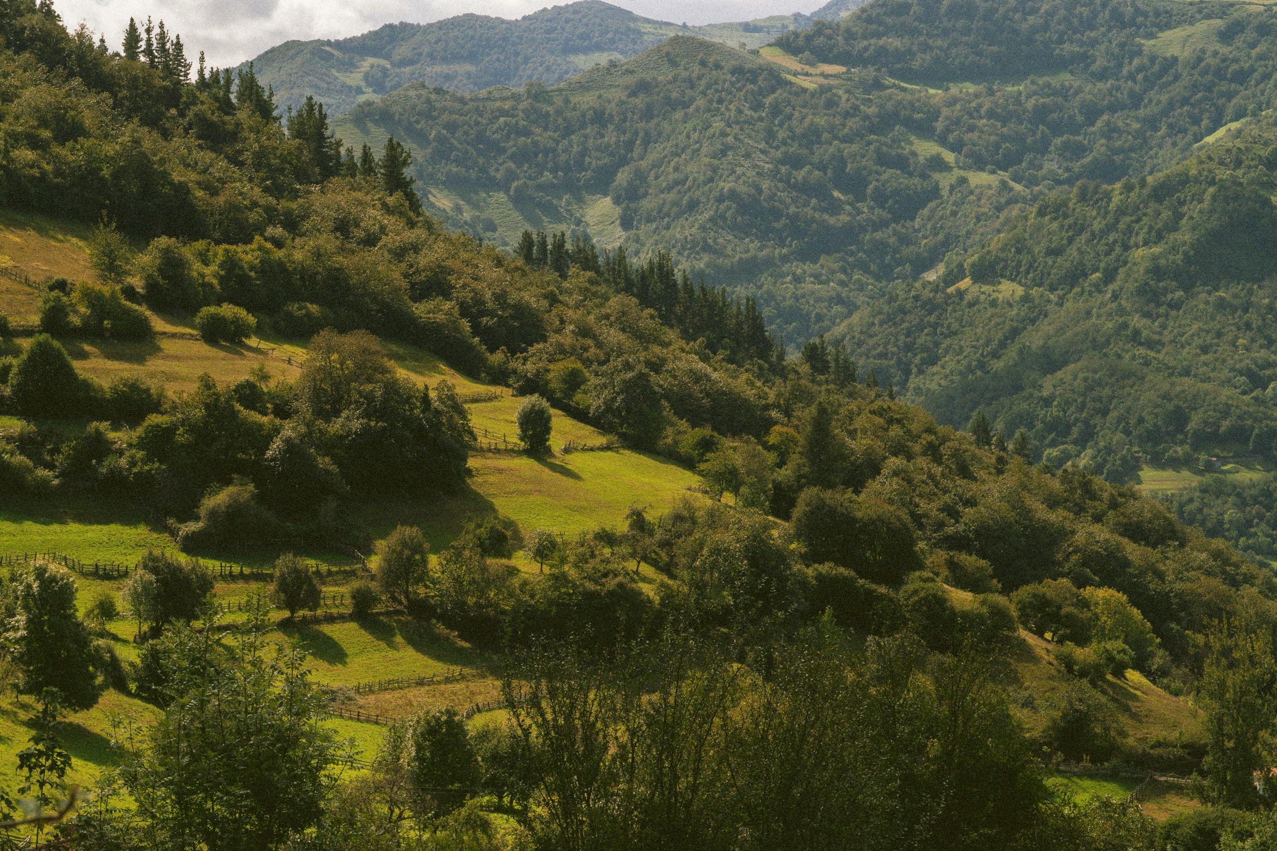 Green hillside covered in trees and rolling hills HD Wallpaper