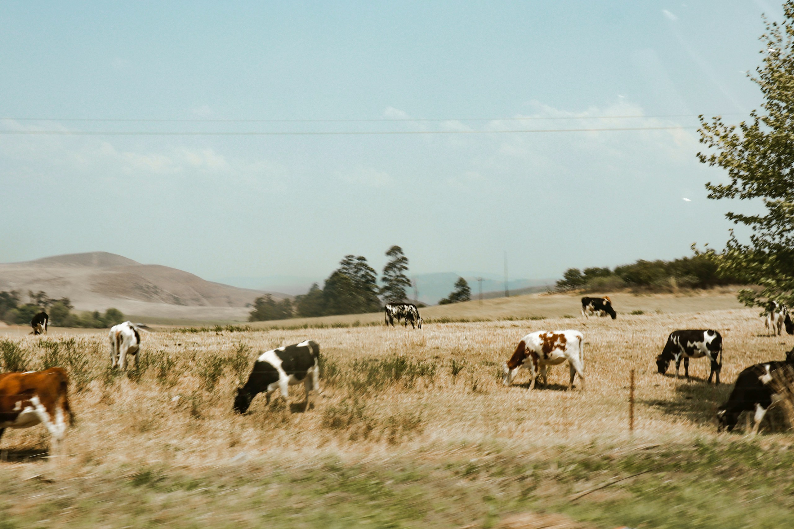 Cows grazing in a dry field with rolling hills HD Wallpaper