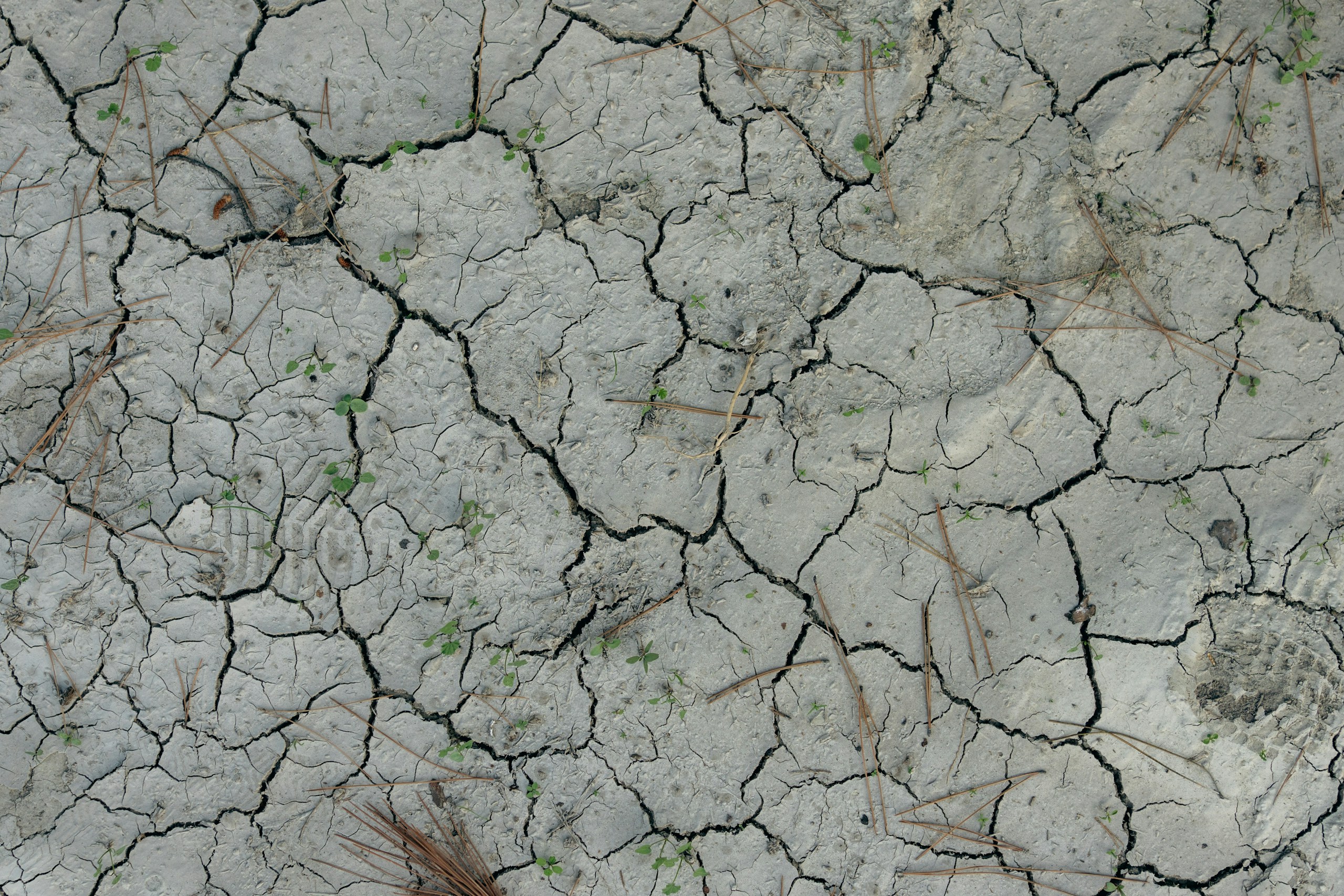 Cracked dry earth with small green sprouts HD Wallpaper