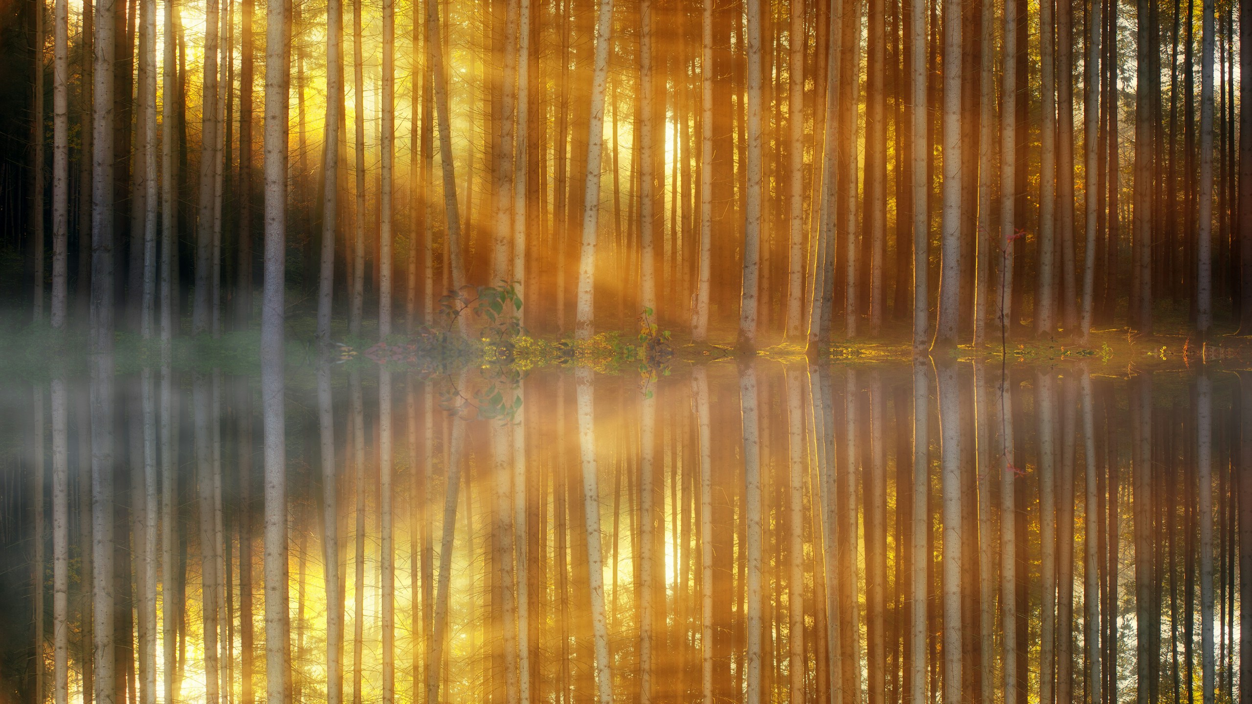 Sunlight filtering through a forest reflected in water HD Wallpaper