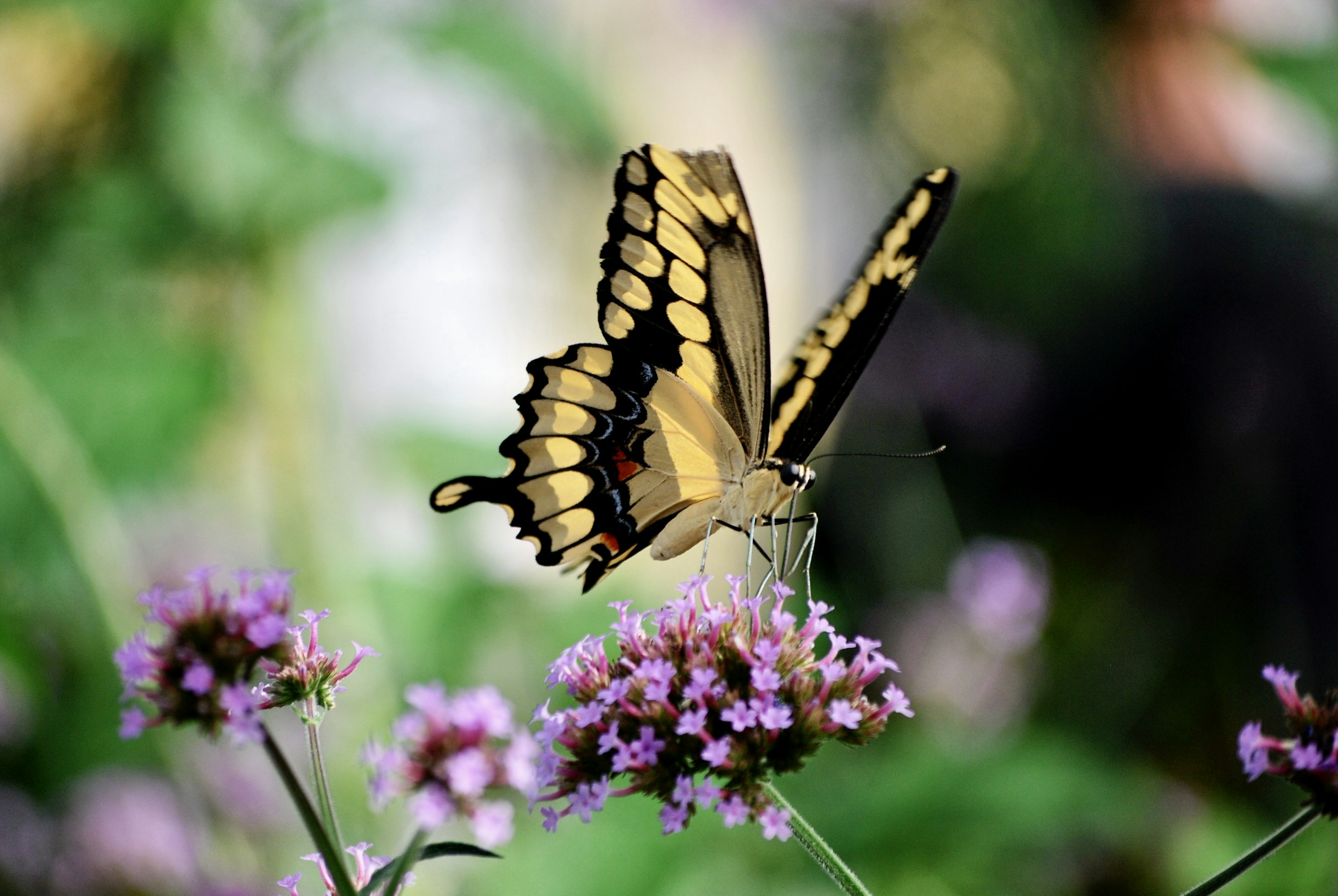 Butterfly on purple flower HD Wallpaper
