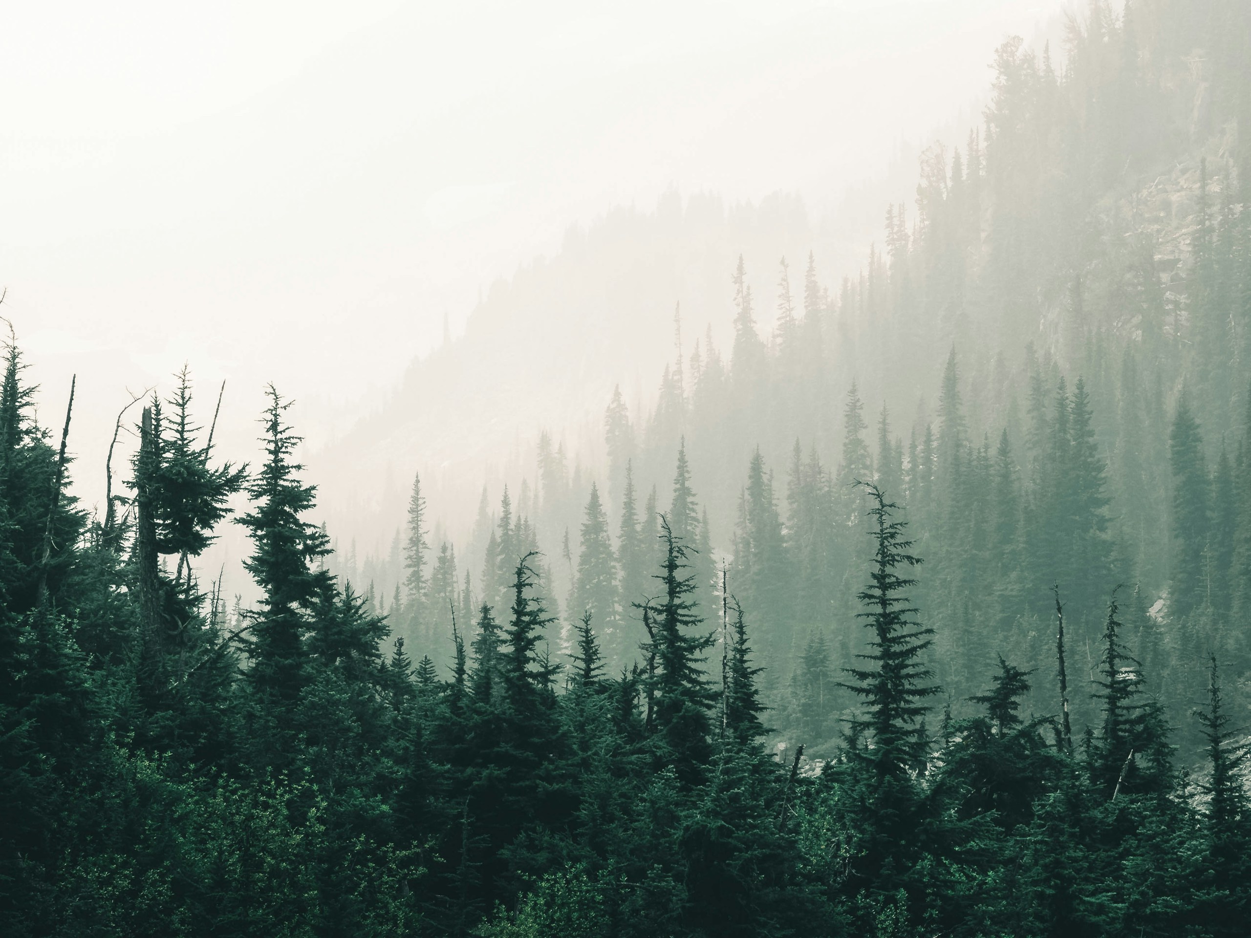 Misty Pine Forest on a Mountain Slope HD Wallpaper