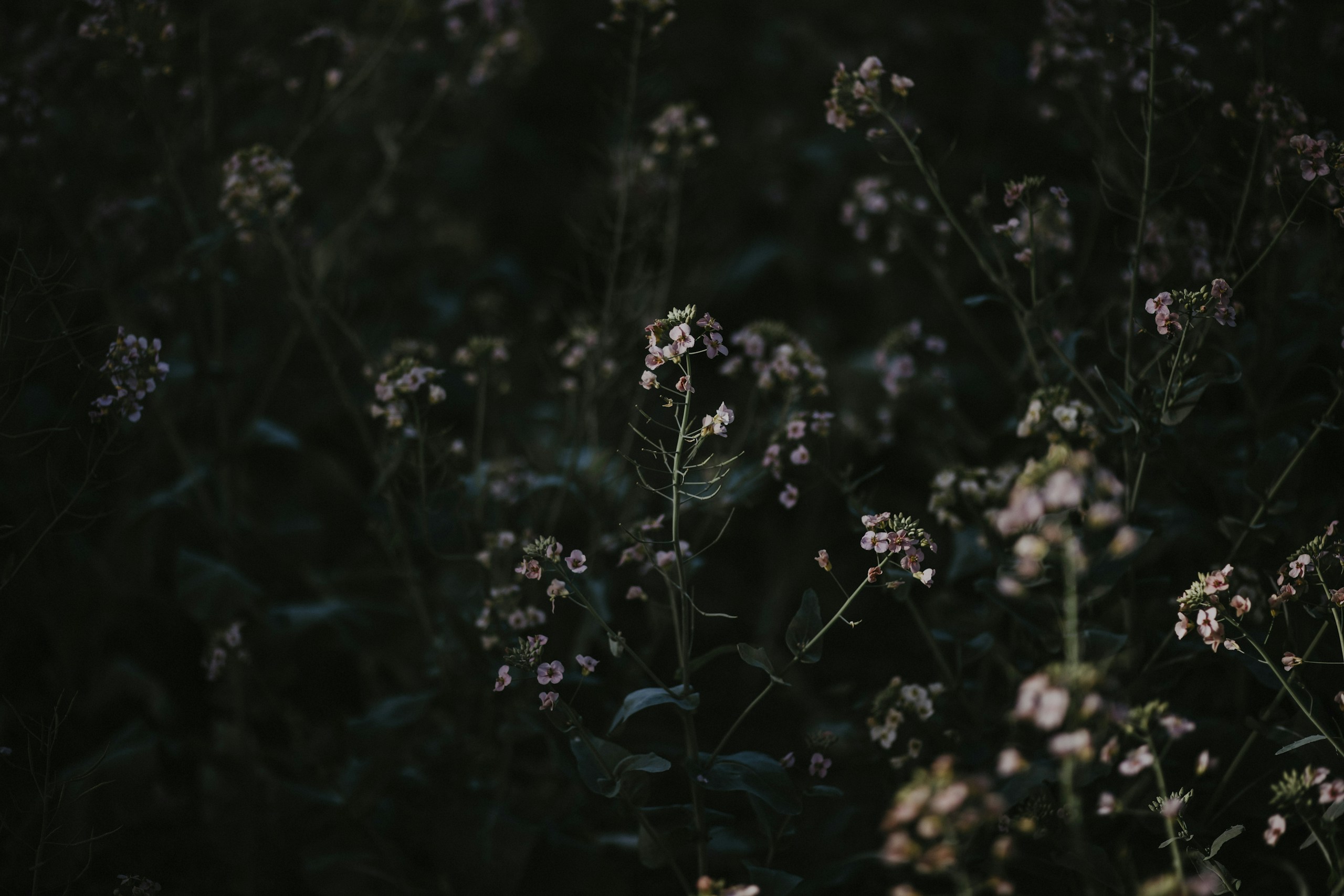 Delicate wildflowers in soft focus HD Wallpaper