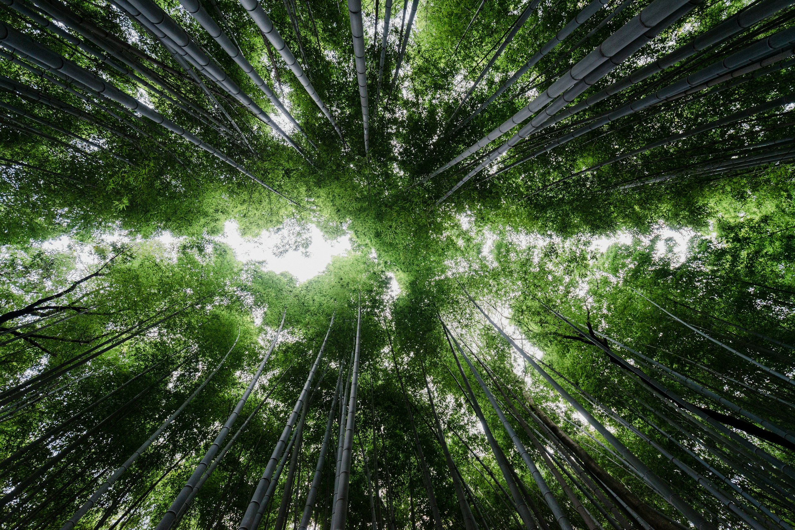 Looking up through a dense bamboo forest canopy HD Wallpaper