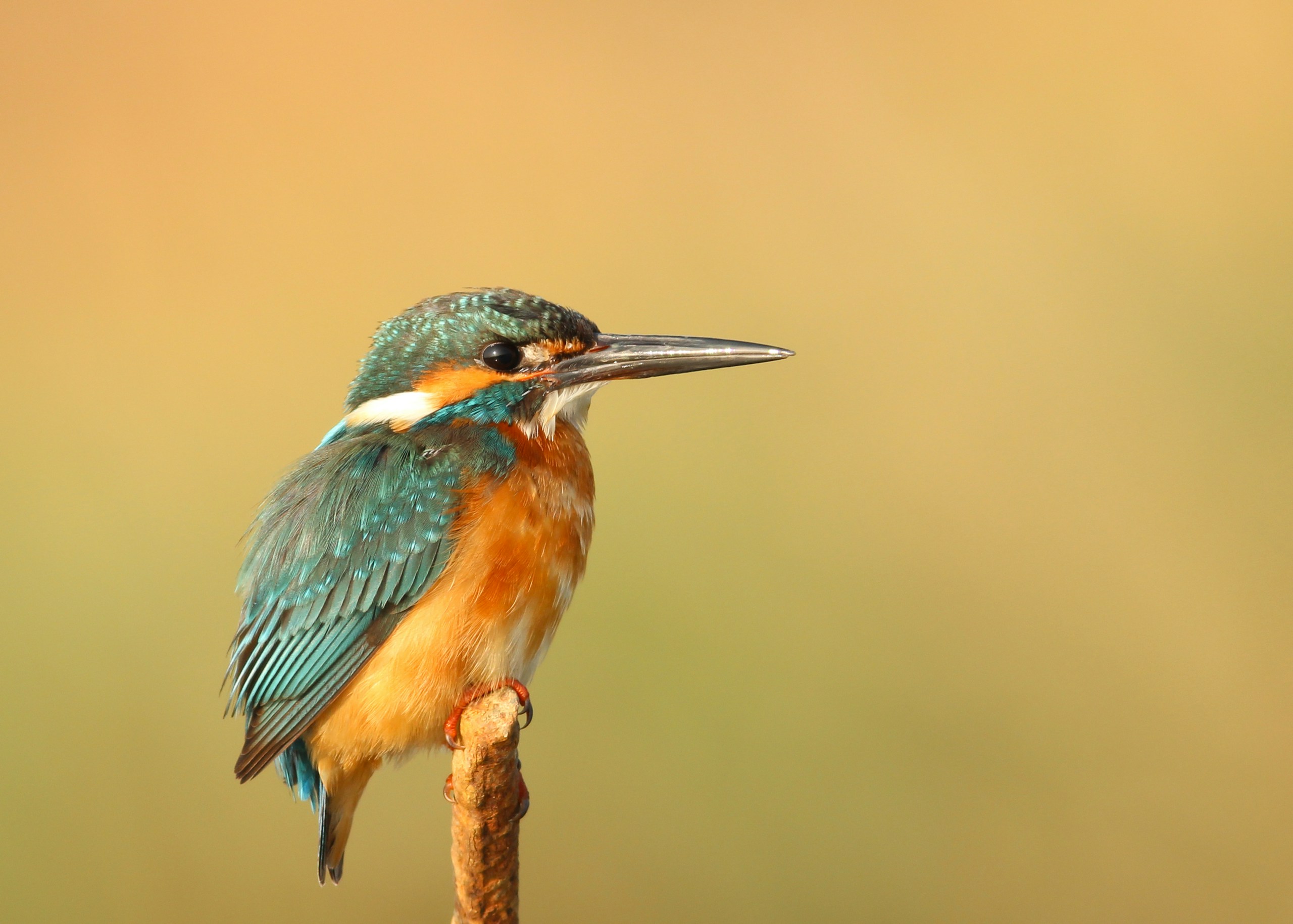 Kingfisher perched on a branch HD Wallpaper