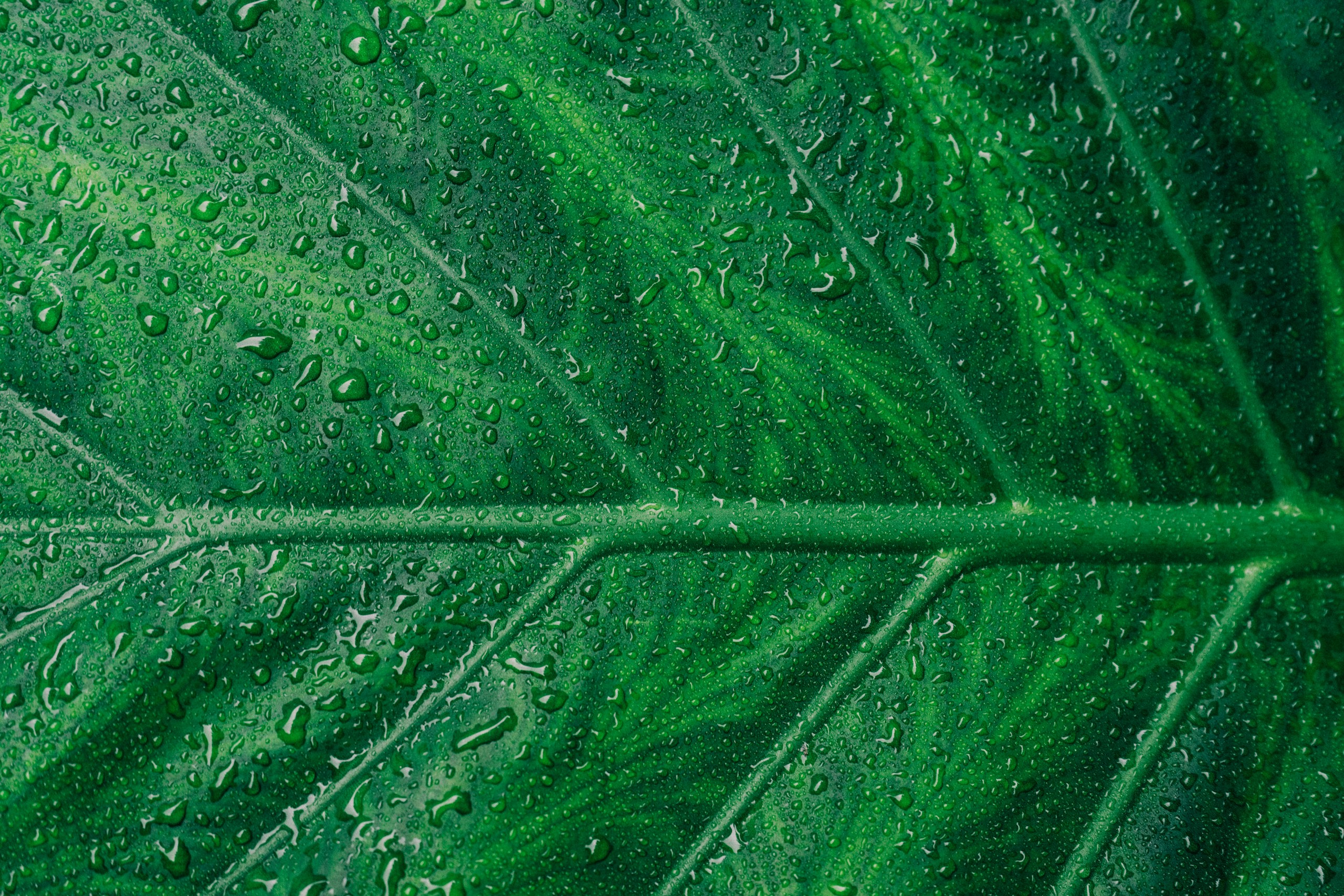 Close-up of a wet green leaf with veins HD Wallpaper