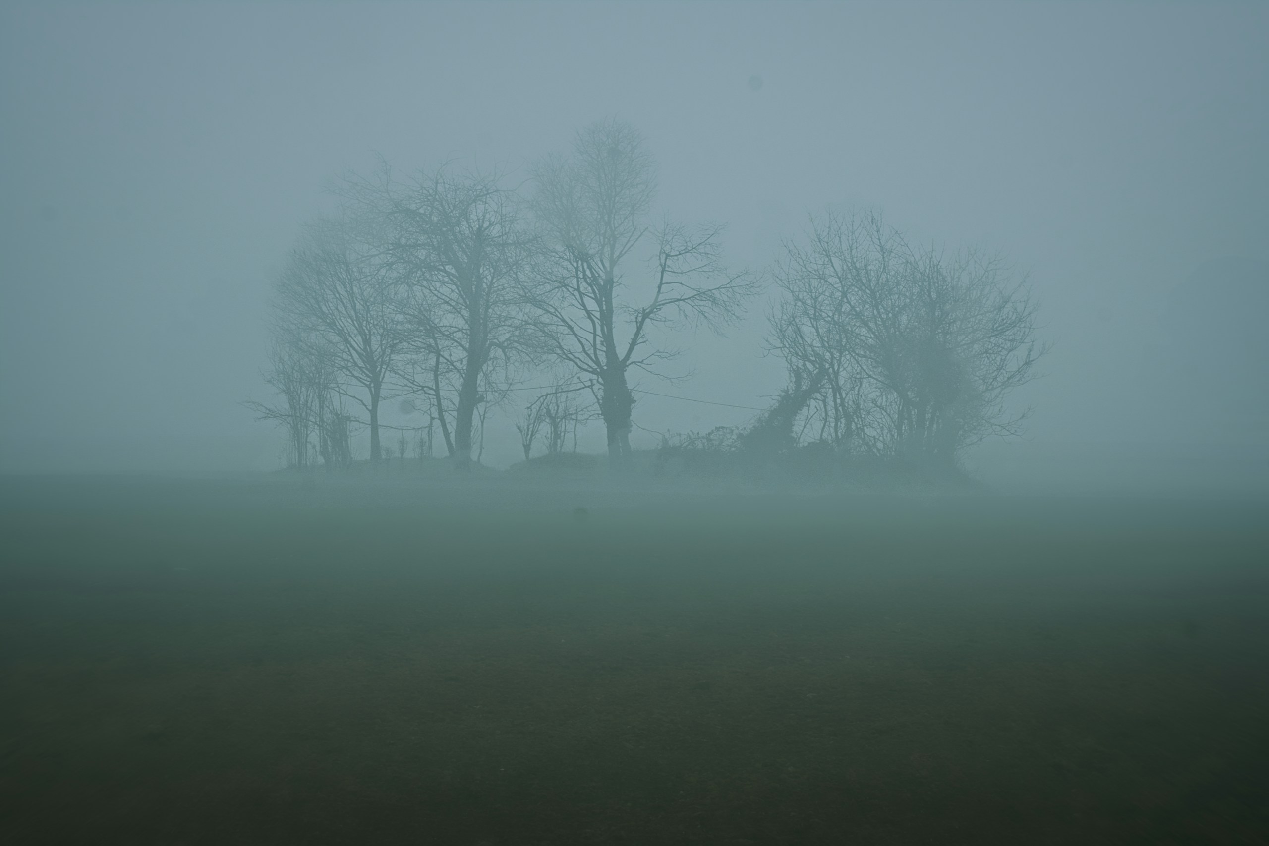 Bare trees in thick fog over a field HD Wallpaper