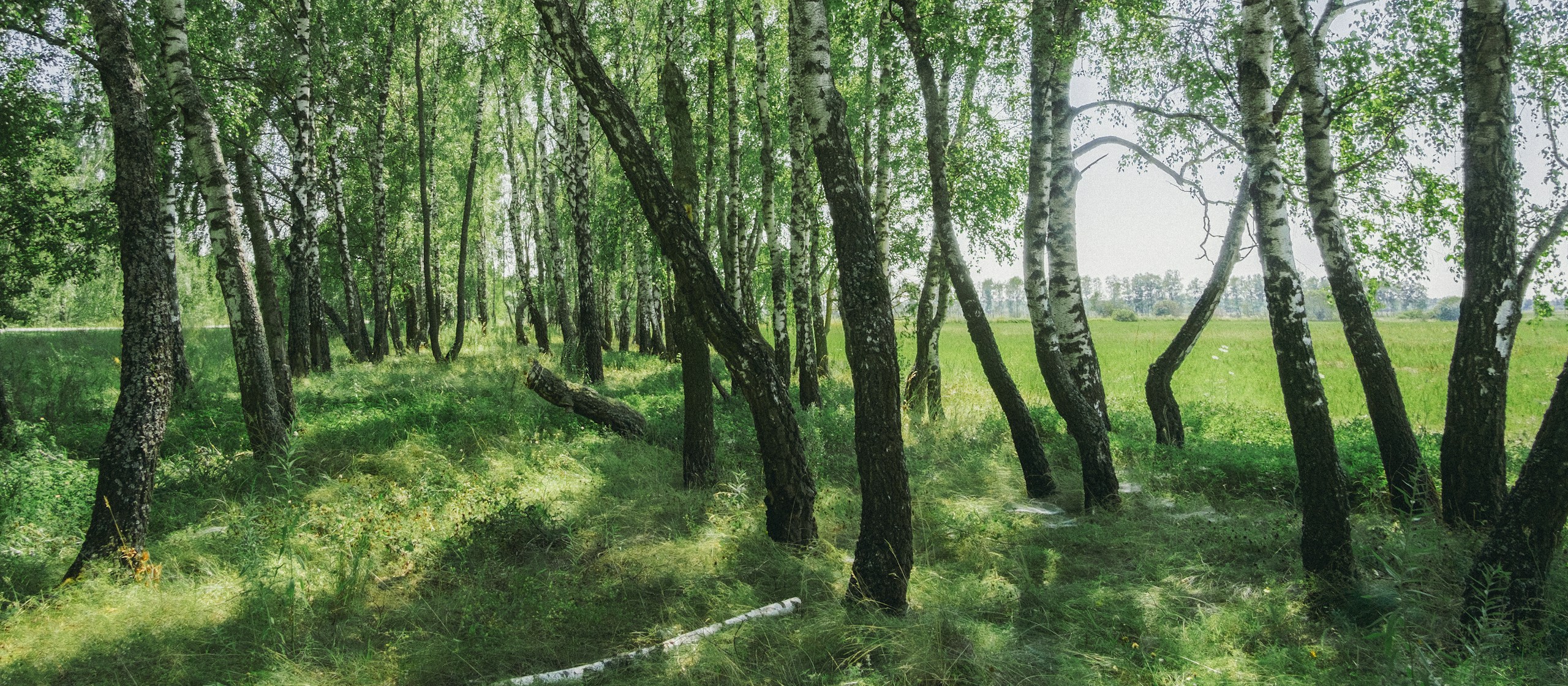 Birch trees in a sunlit grassy field HD Wallpaper