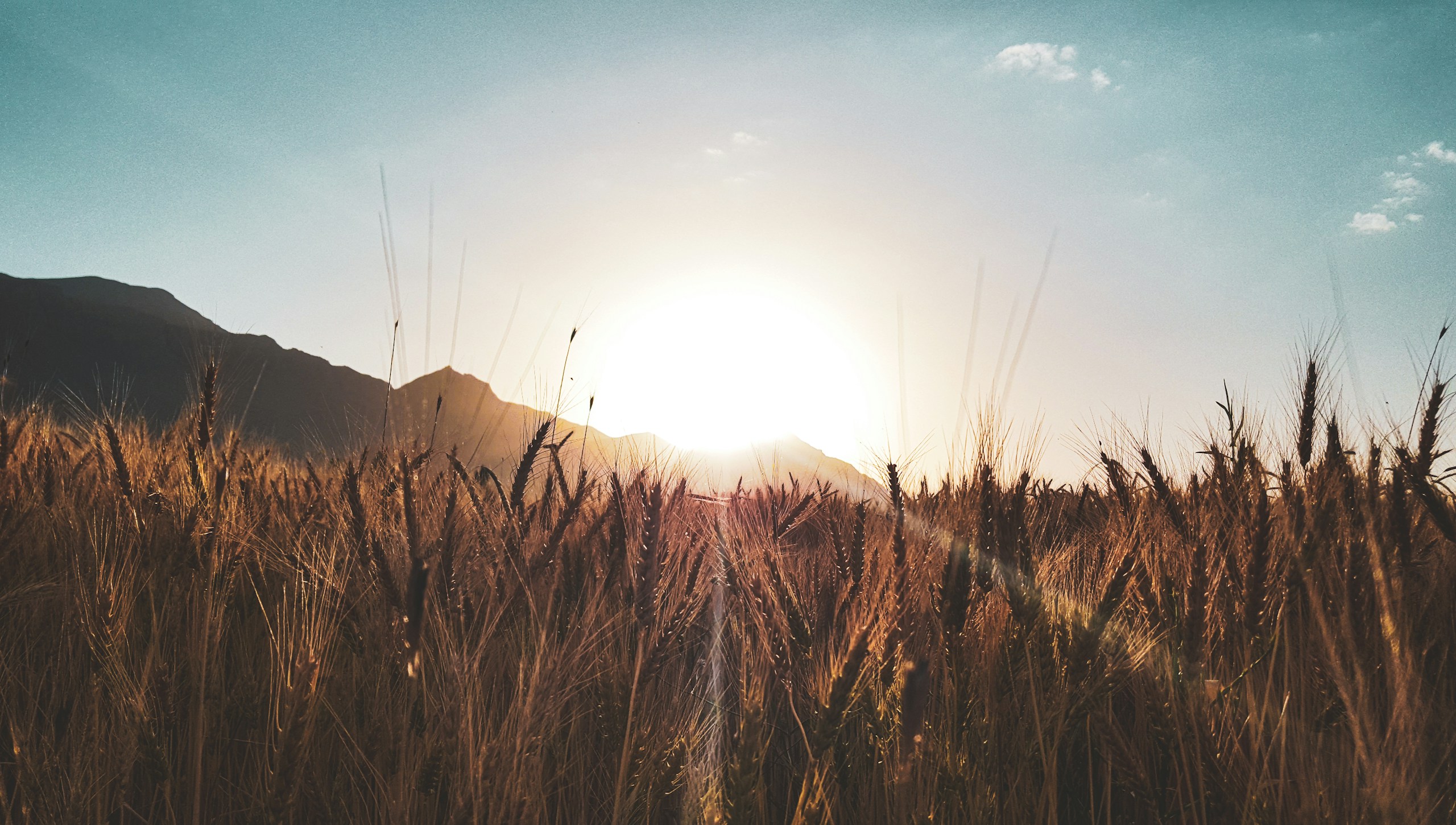 Wheat field at sunset with mountains HD Wallpaper