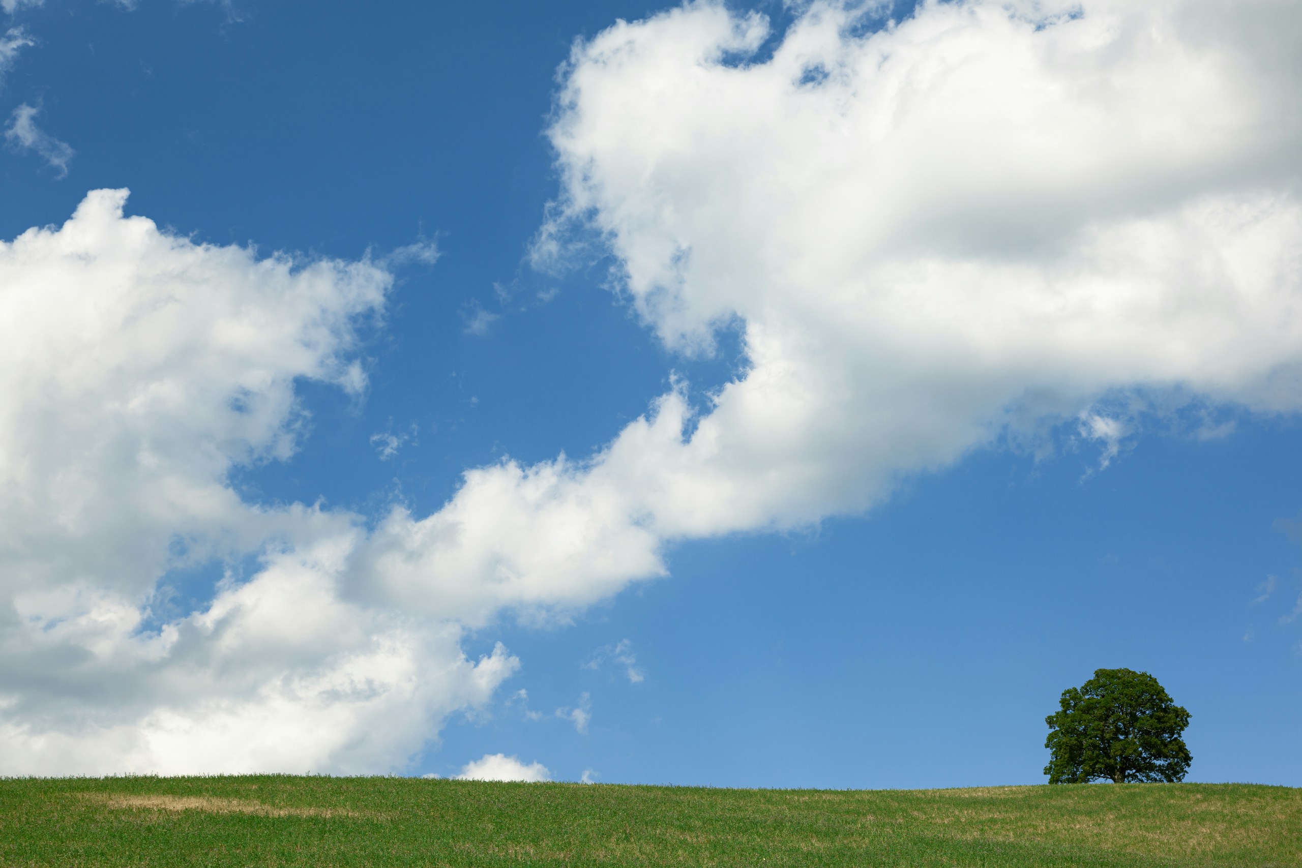 Lone tree on a grassy hill under a cloudy sky HD Wallpaper