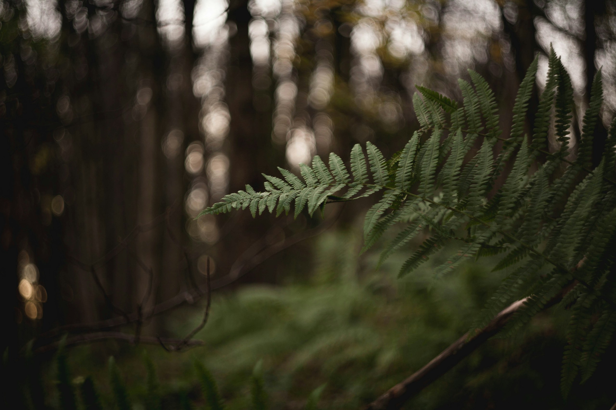 Close-up of a fern leaf in a dark forest HD Wallpaper