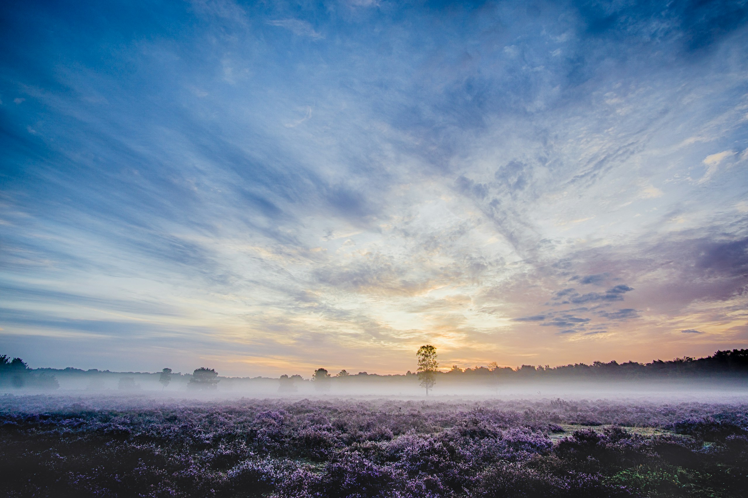 Misty field of purple flowers at sunrise HD Wallpaper