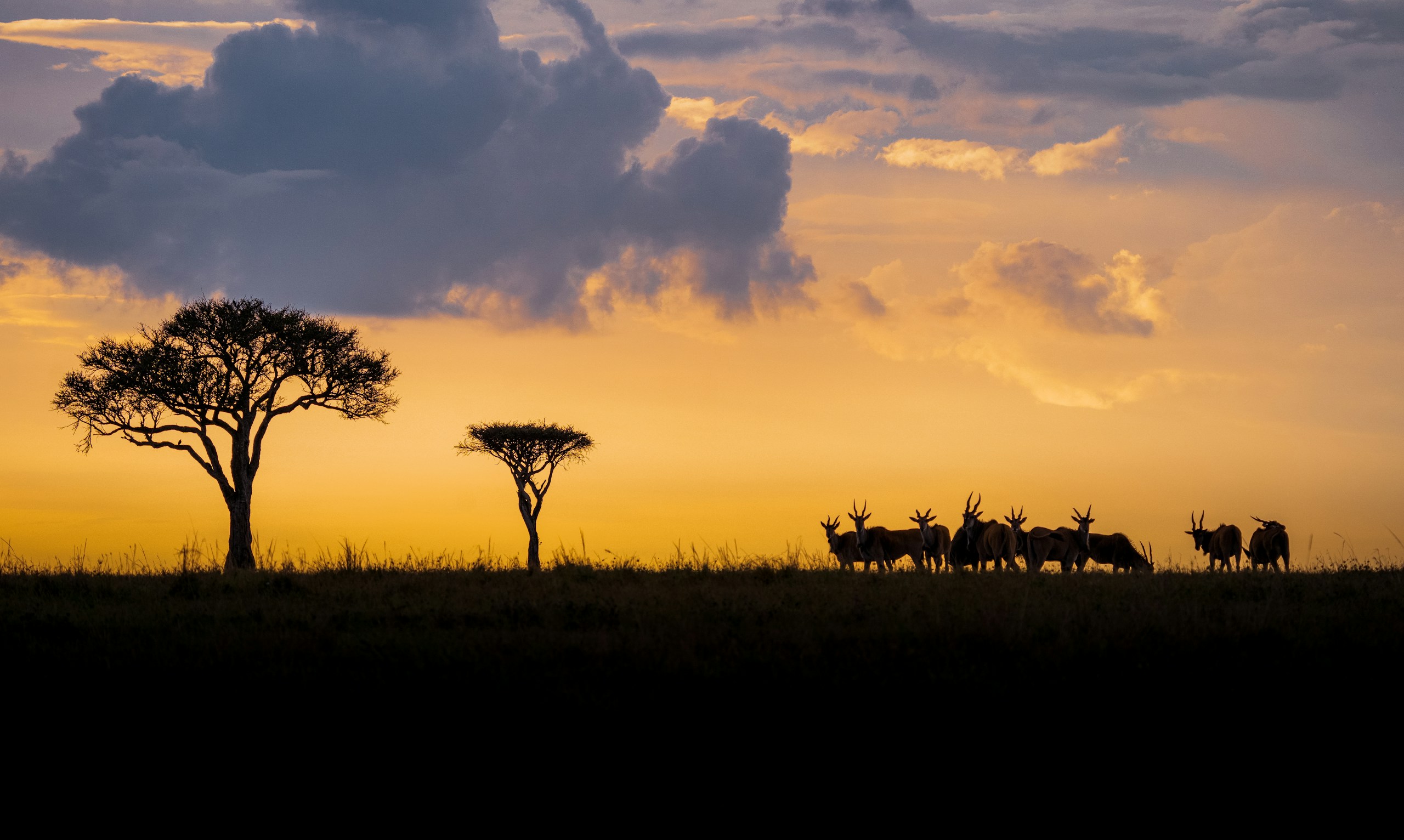 Antelopes and acacia trees at sunset HD Wallpaper