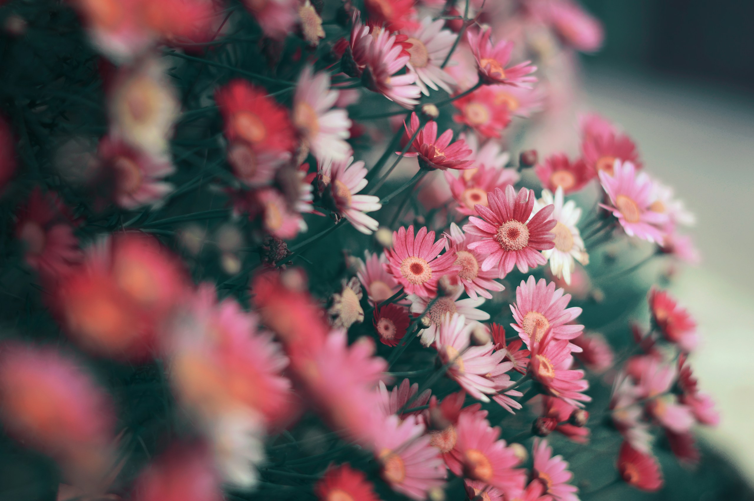 Close-up of pink and red daisy-like flowers HD Wallpaper