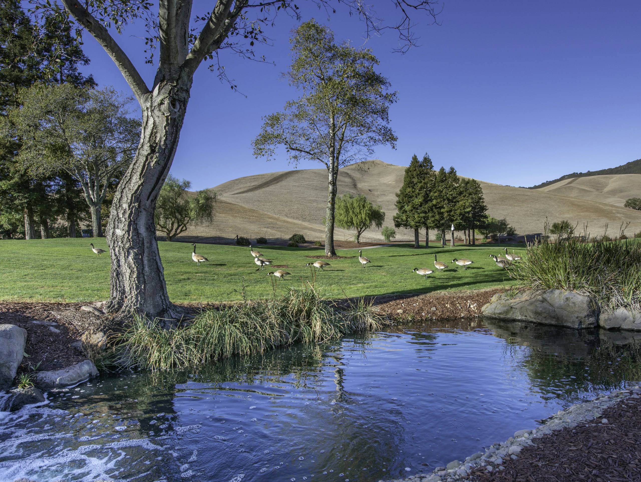 Geese on a grassy field by a pond with rolling hills HD Wallpaper