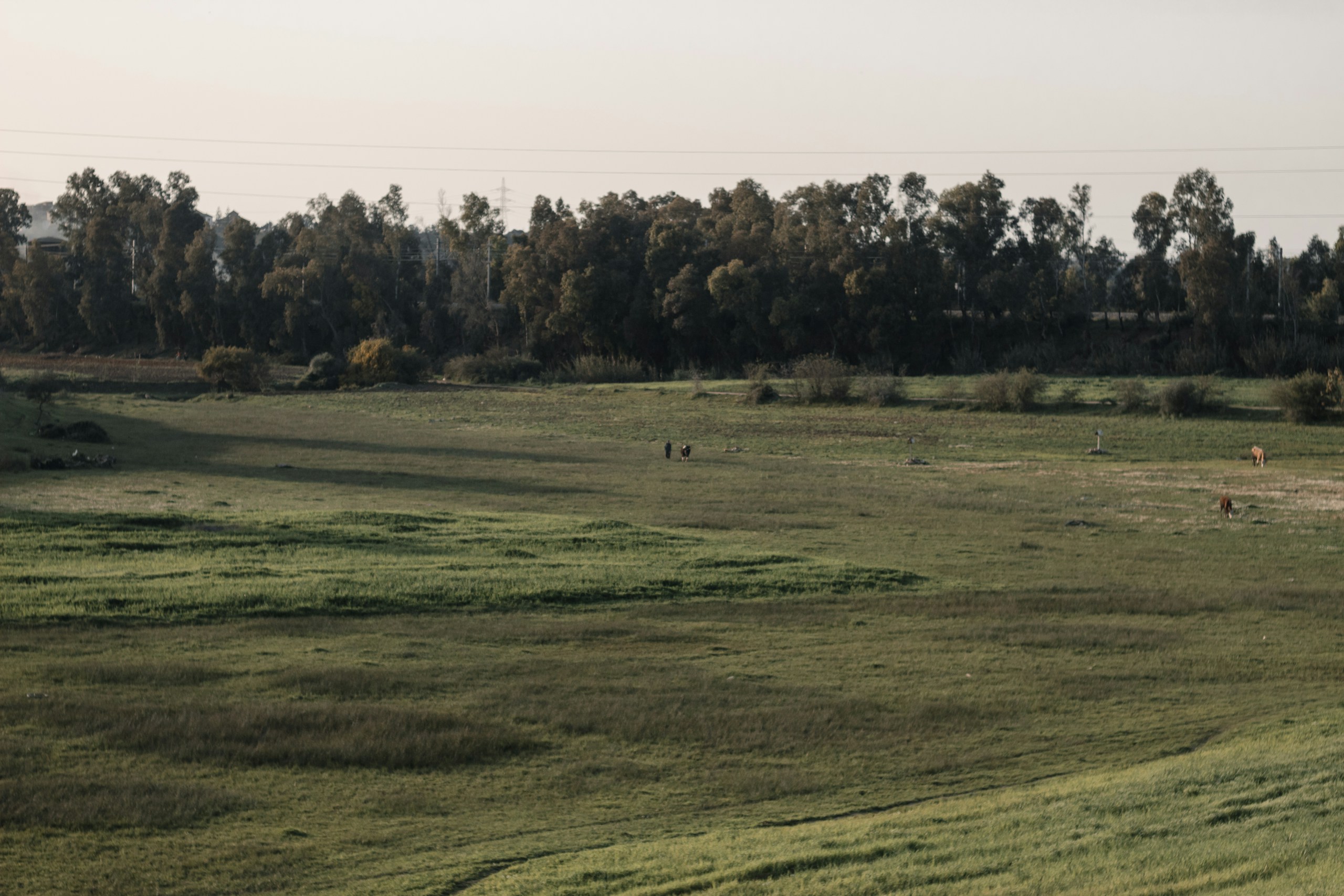 People and cows in a grassy field with trees HD Wallpaper