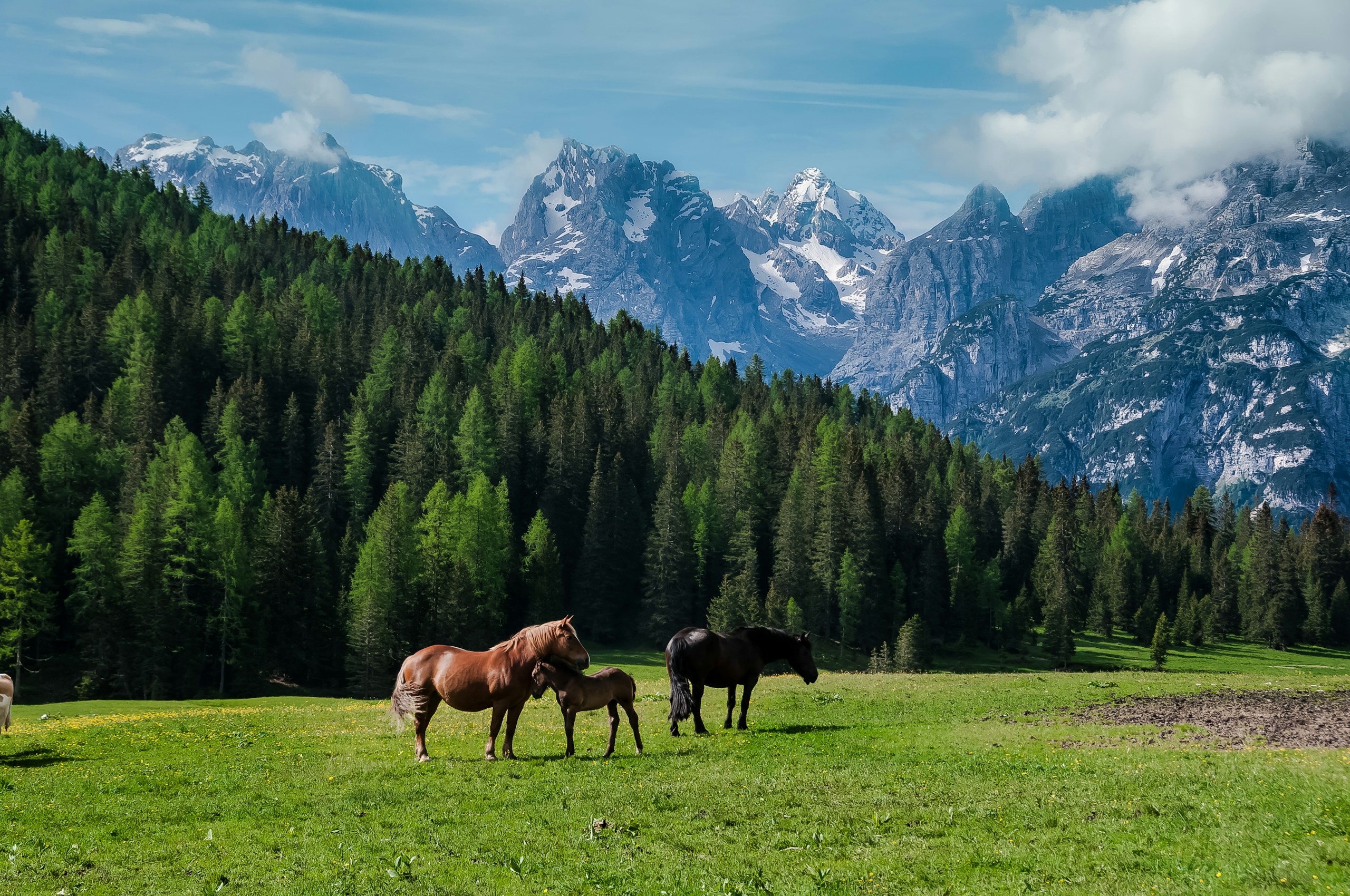Horses in a green field with mountains HD Wallpaper
