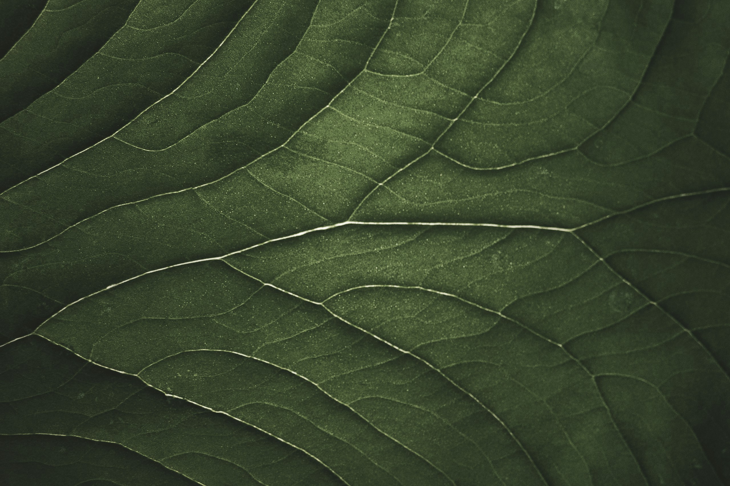 Close-up of a dark green leaf with prominent veins HD Wallpaper