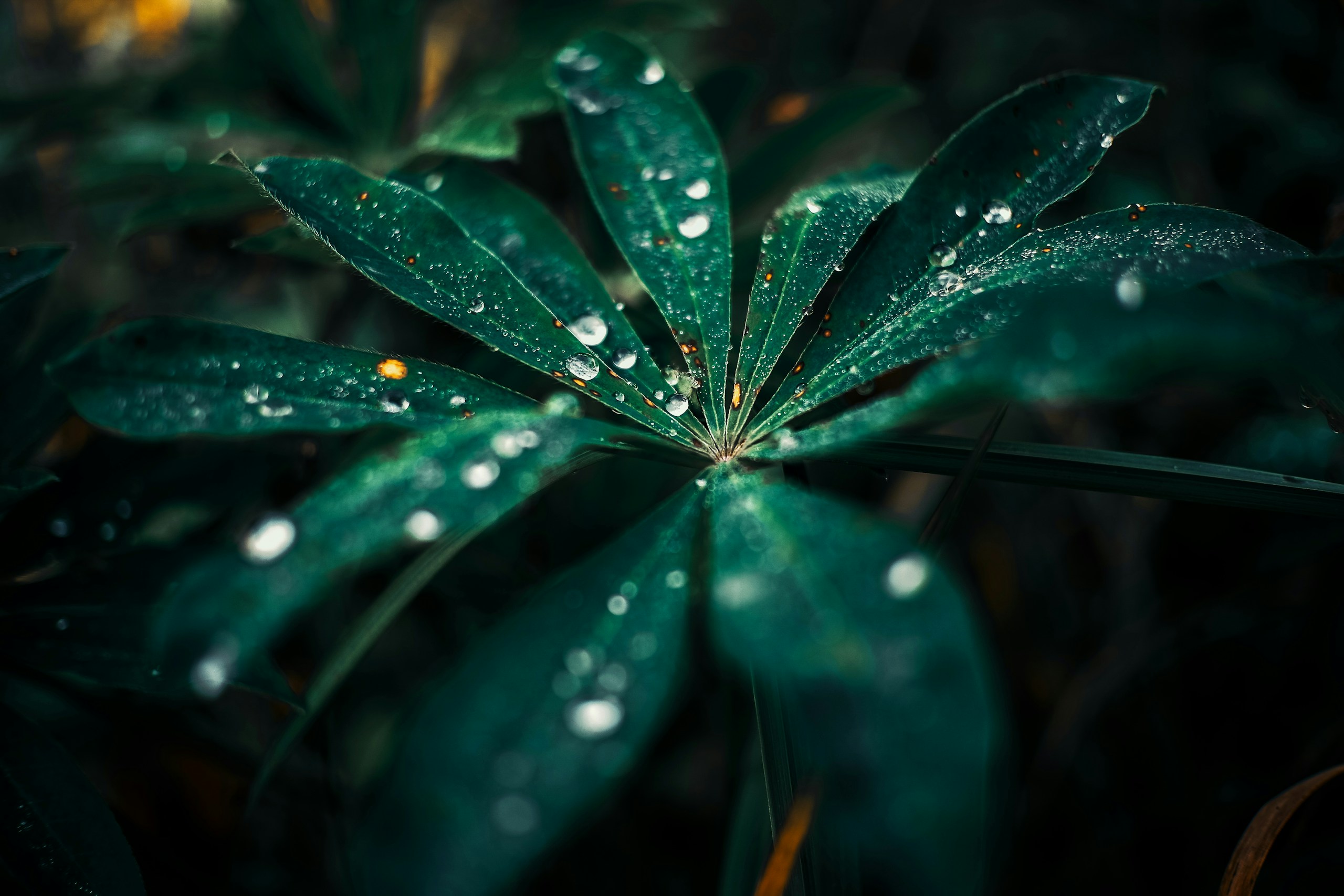 Green leaves with water droplets after rain HD Wallpaper
