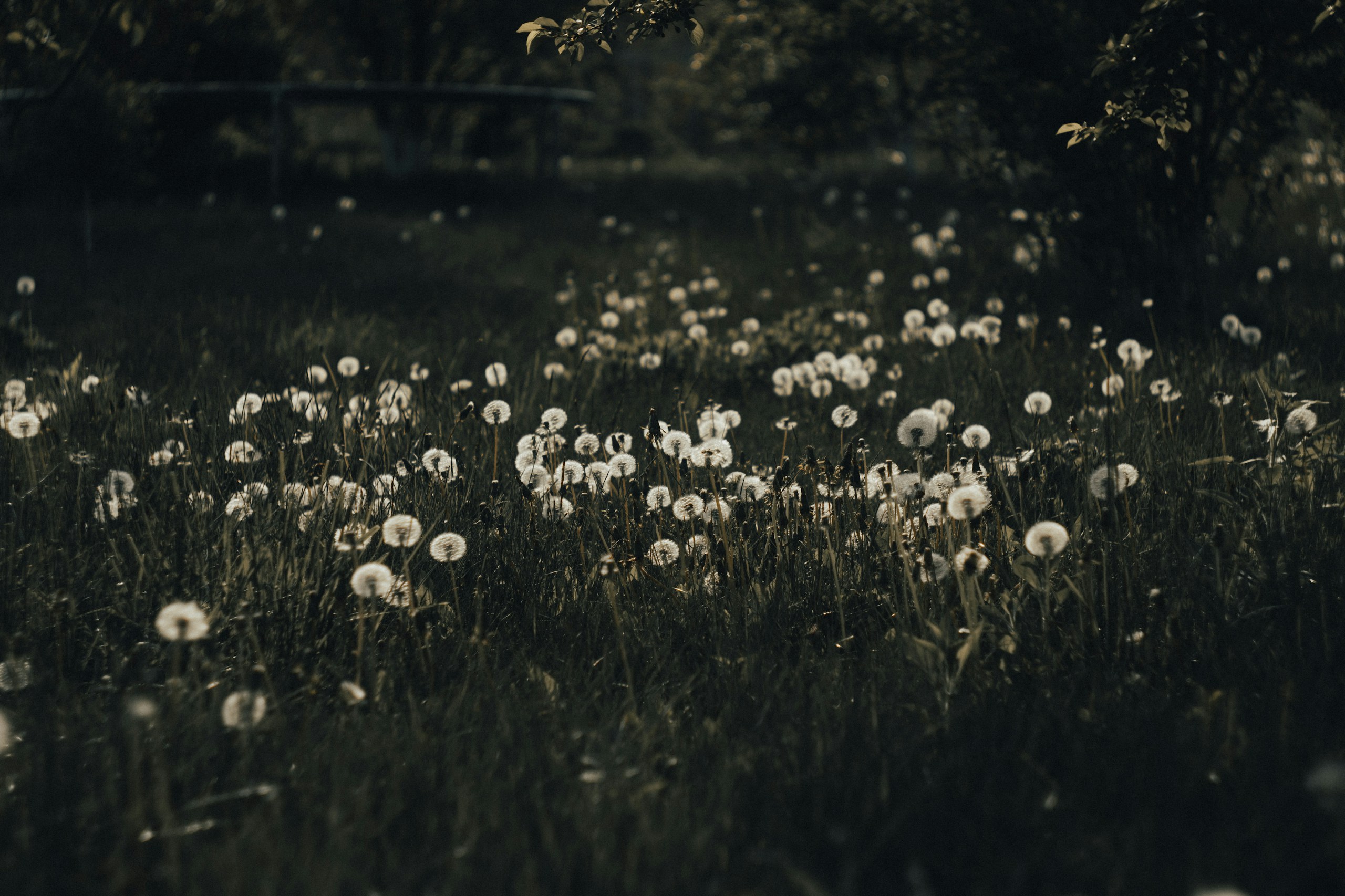 Field of dandelions in soft focus HD Wallpaper