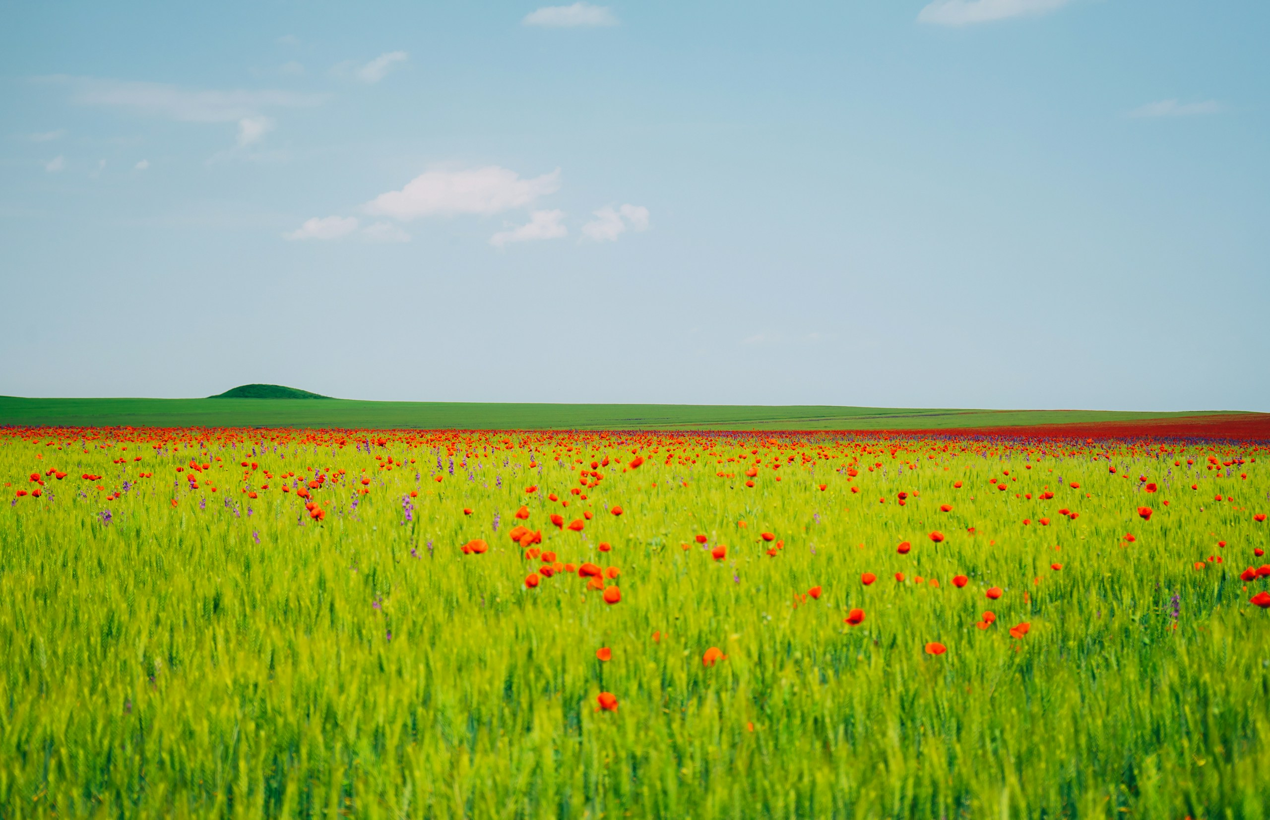 Field of poppies and wheat under a blue sky HD Wallpaper
