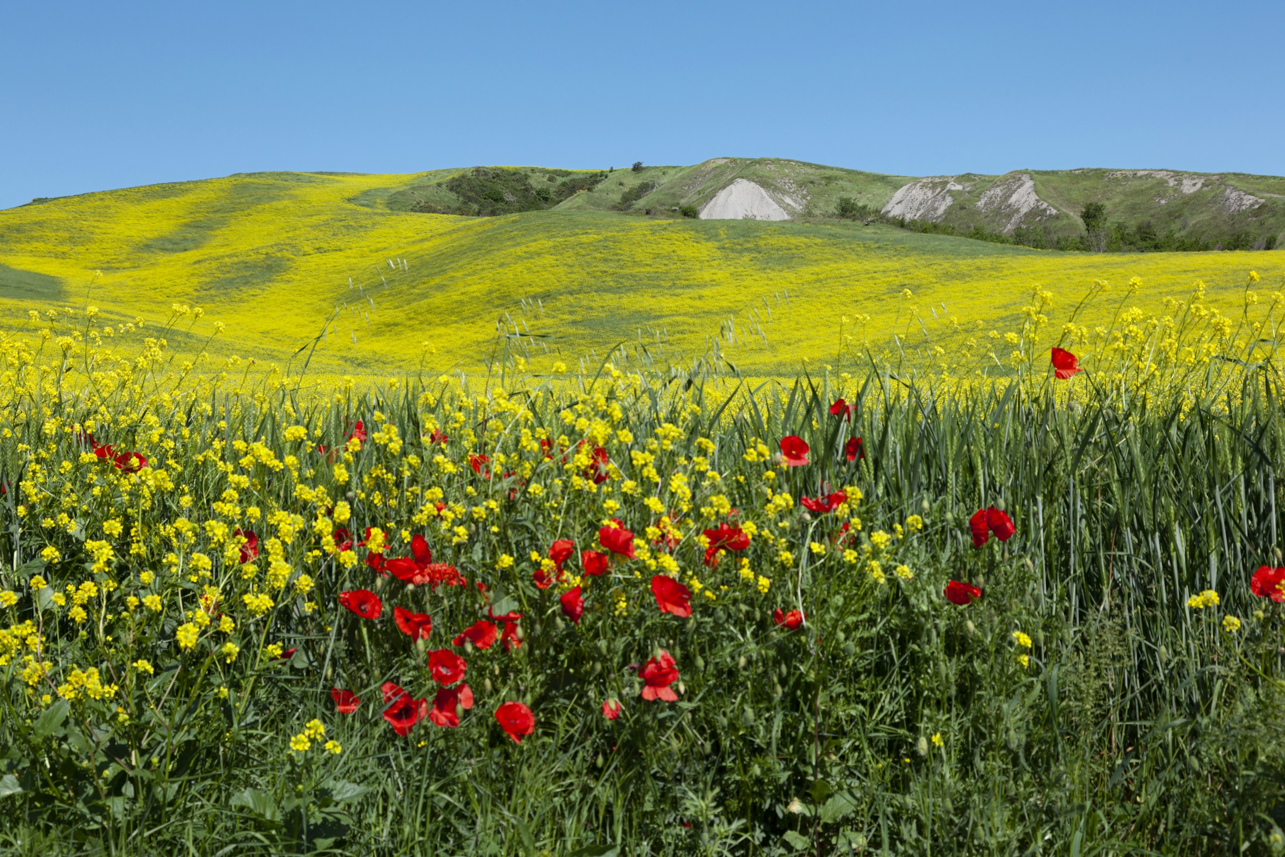 Rolling hills covered in yellow flowers with red poppies HD Wallpaper