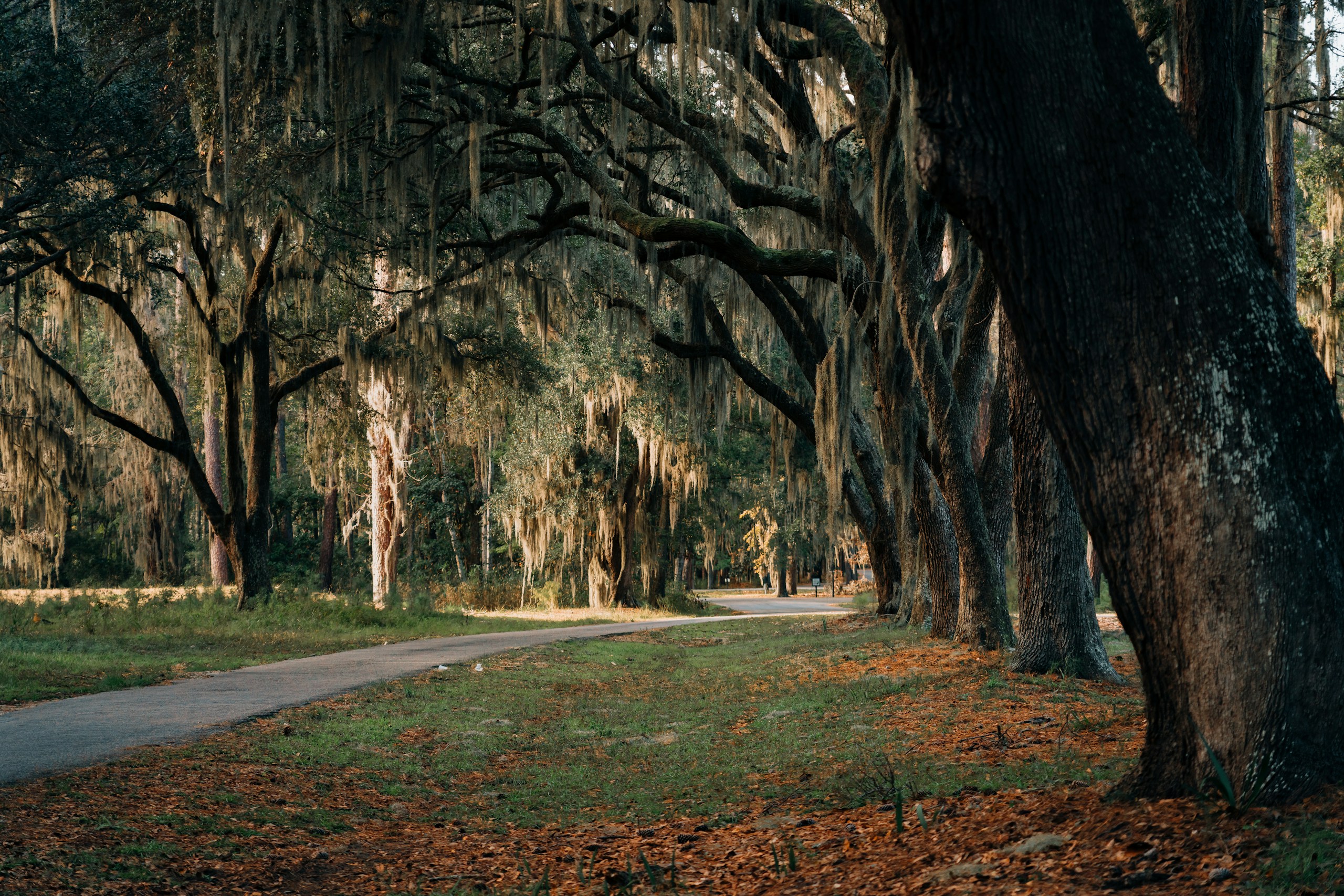 Spanish moss-draped oak trees line a path HD Wallpaper