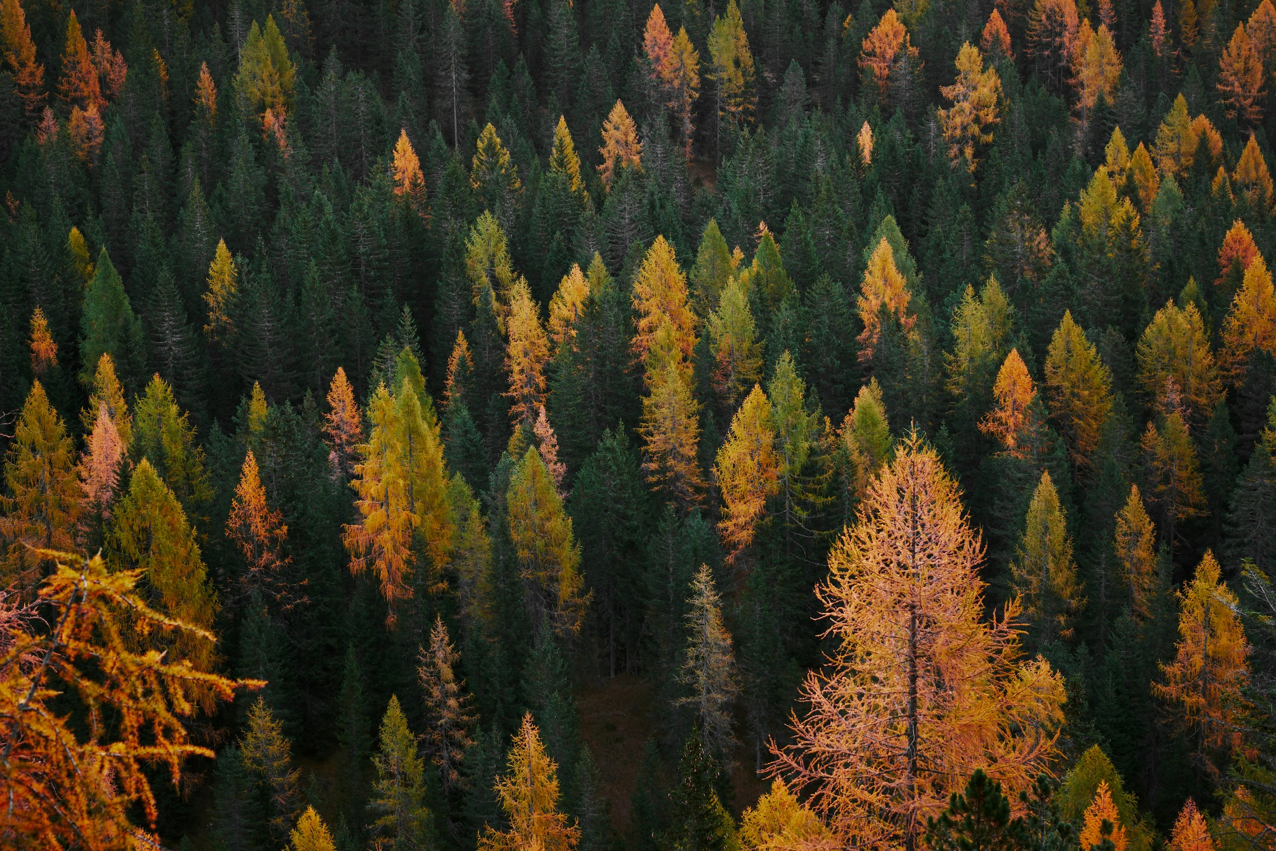 Autumn forest canopy from above HD Wallpaper