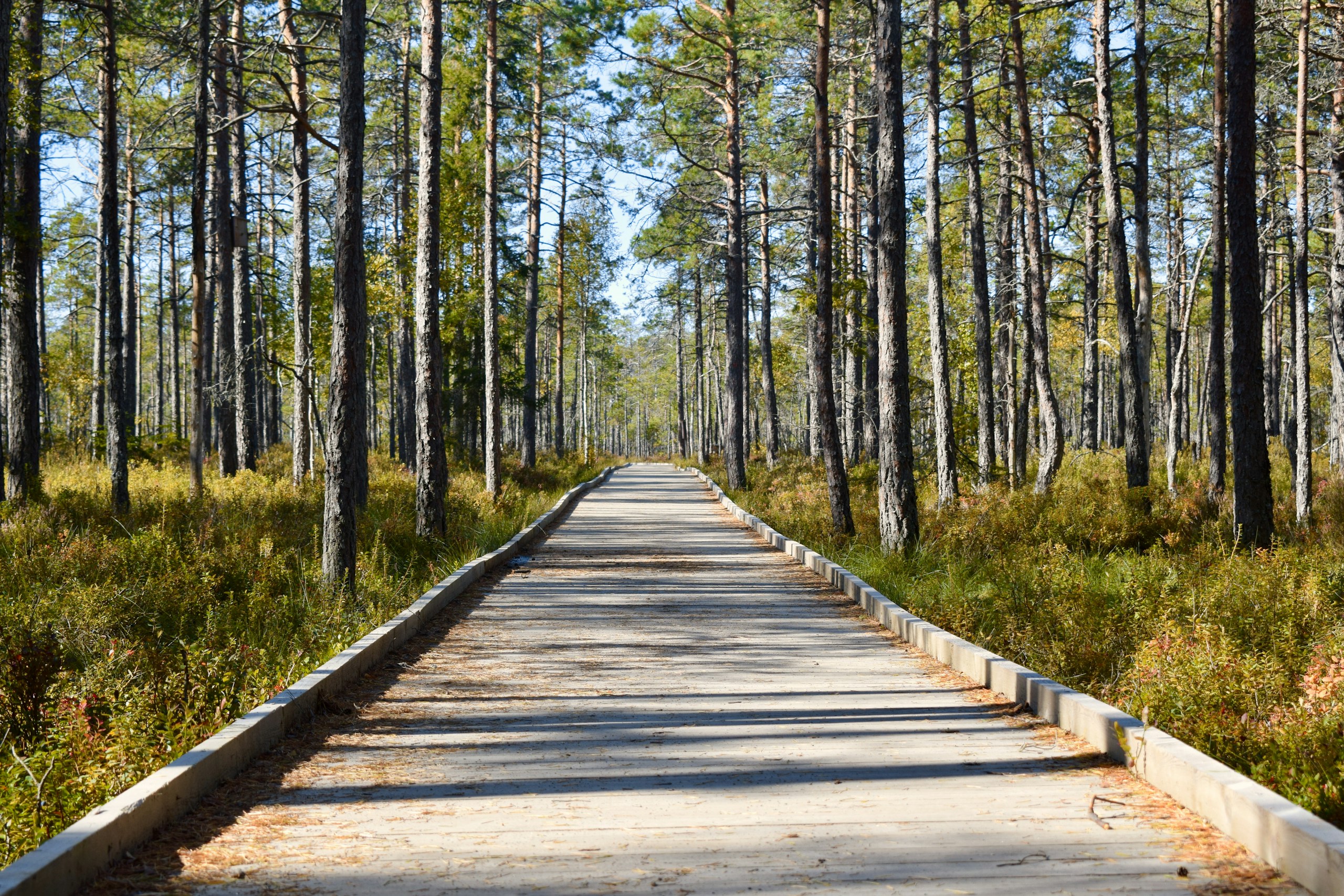 Boardwalk through a pine forest in autumn HD Wallpaper
