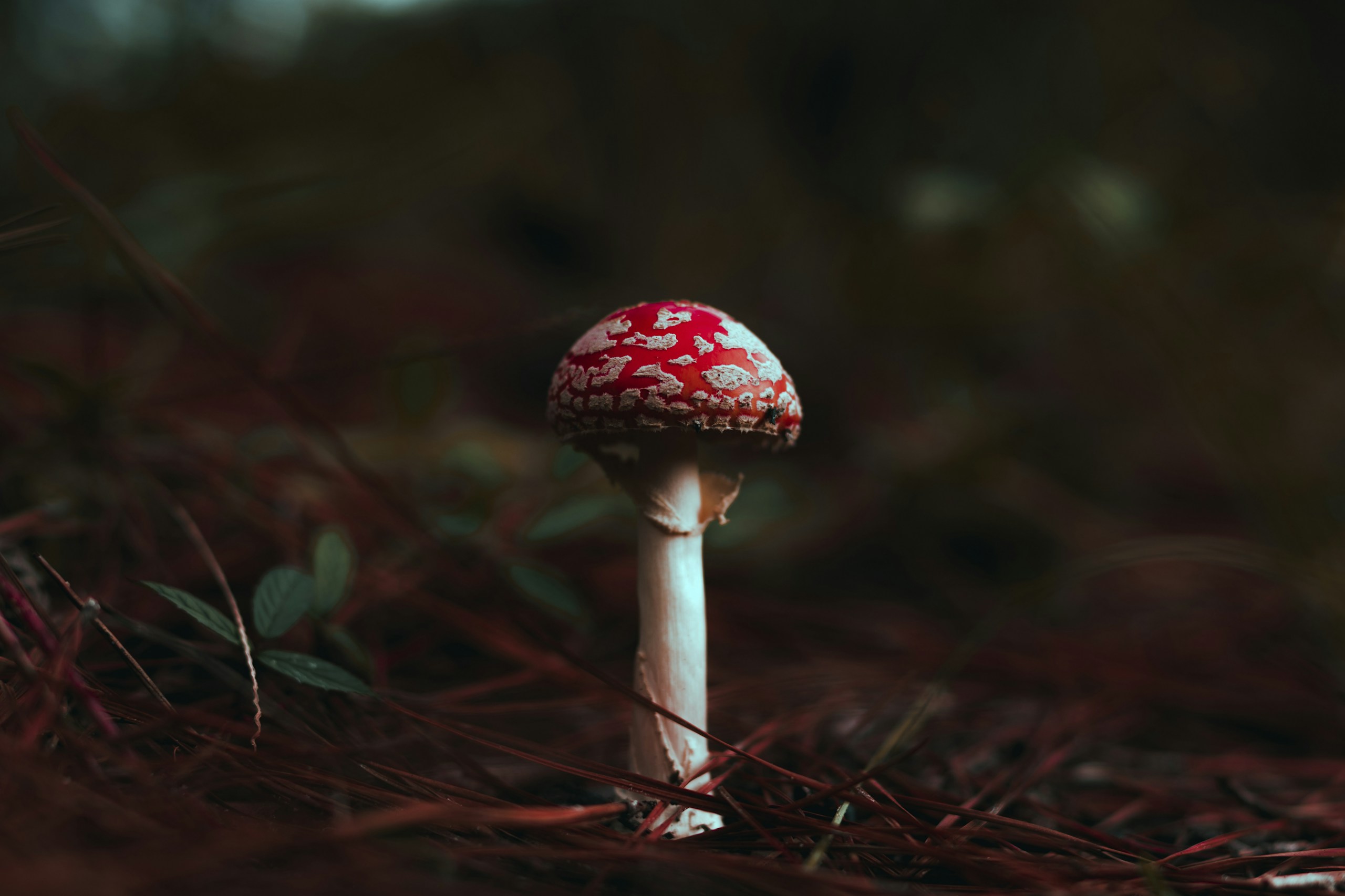 Amanita Muscaria Mushroom in Forest Floor HD Wallpaper