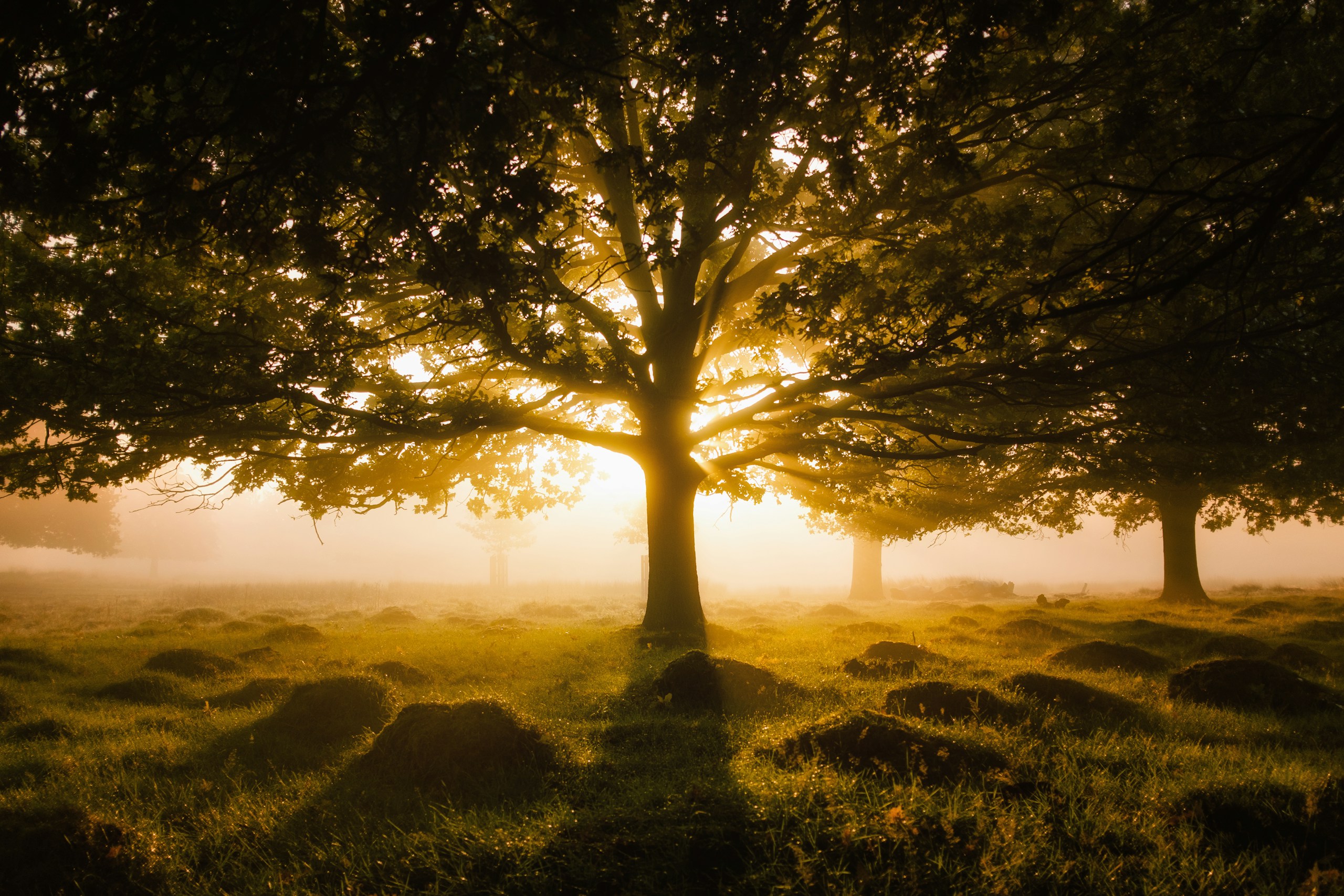 Sunlight through tree branches in a misty field HD Wallpaper