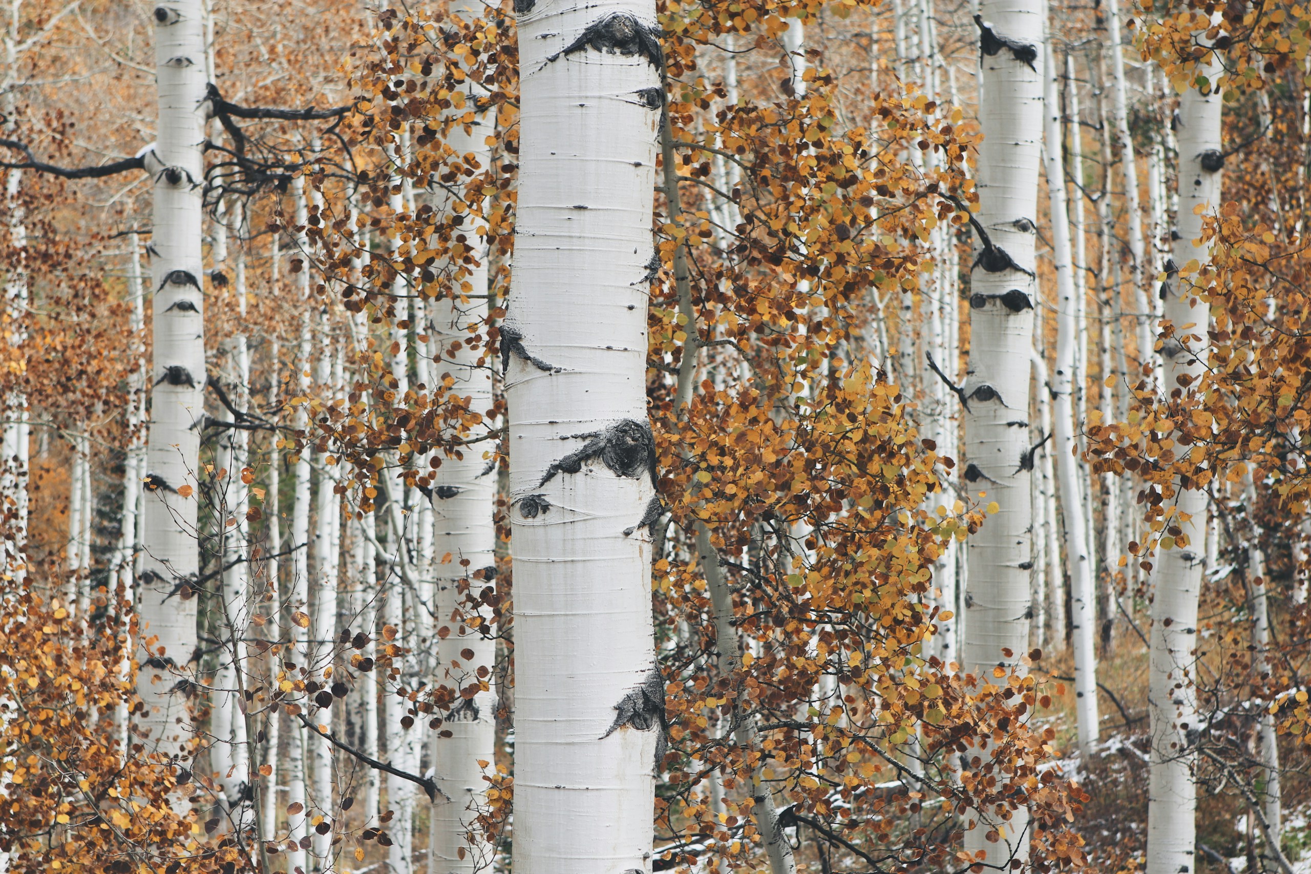 Aspen trees with autumn leaves HD Wallpaper