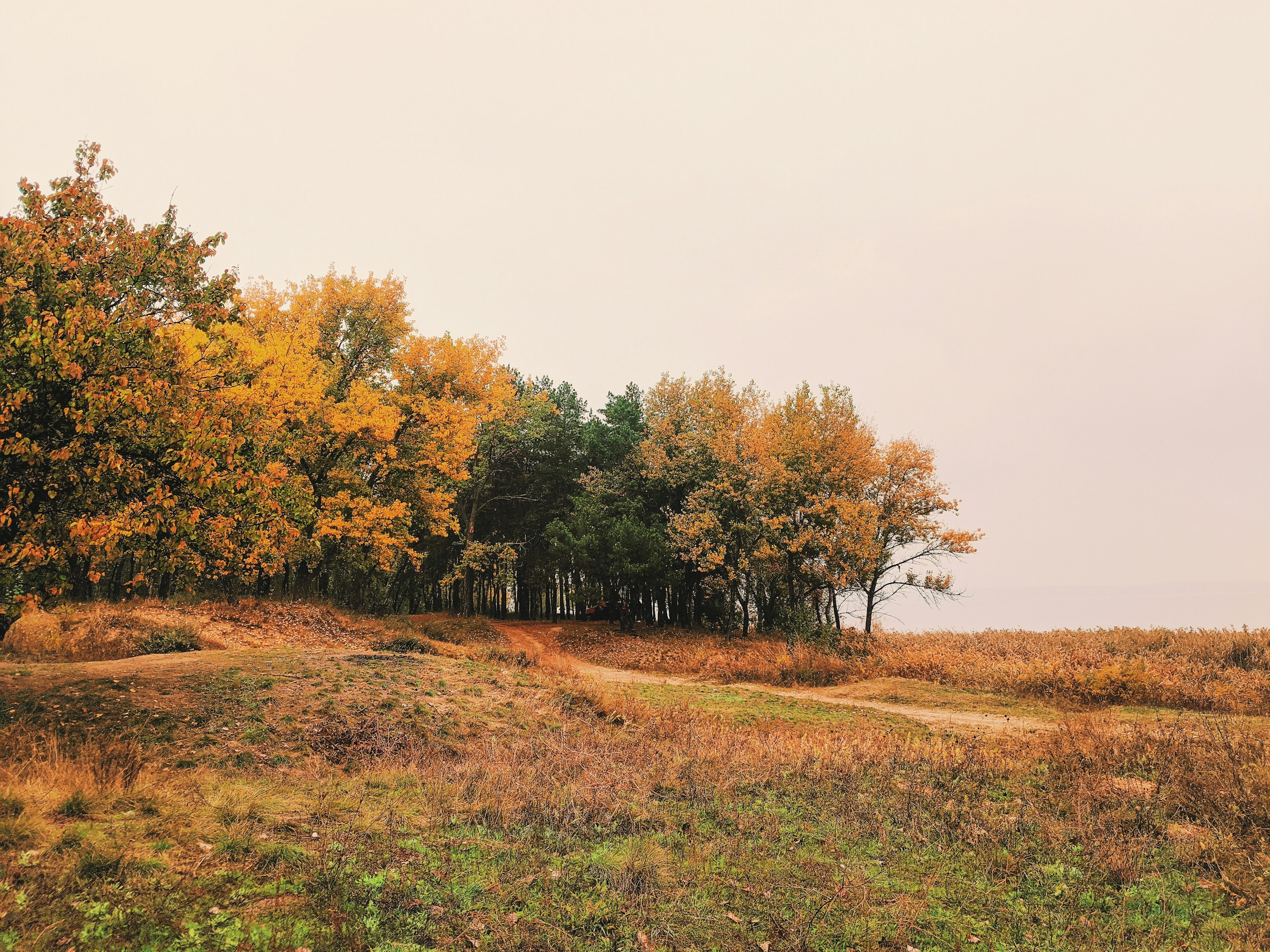 Autumn forest edge with a path and a lake HD Wallpaper
