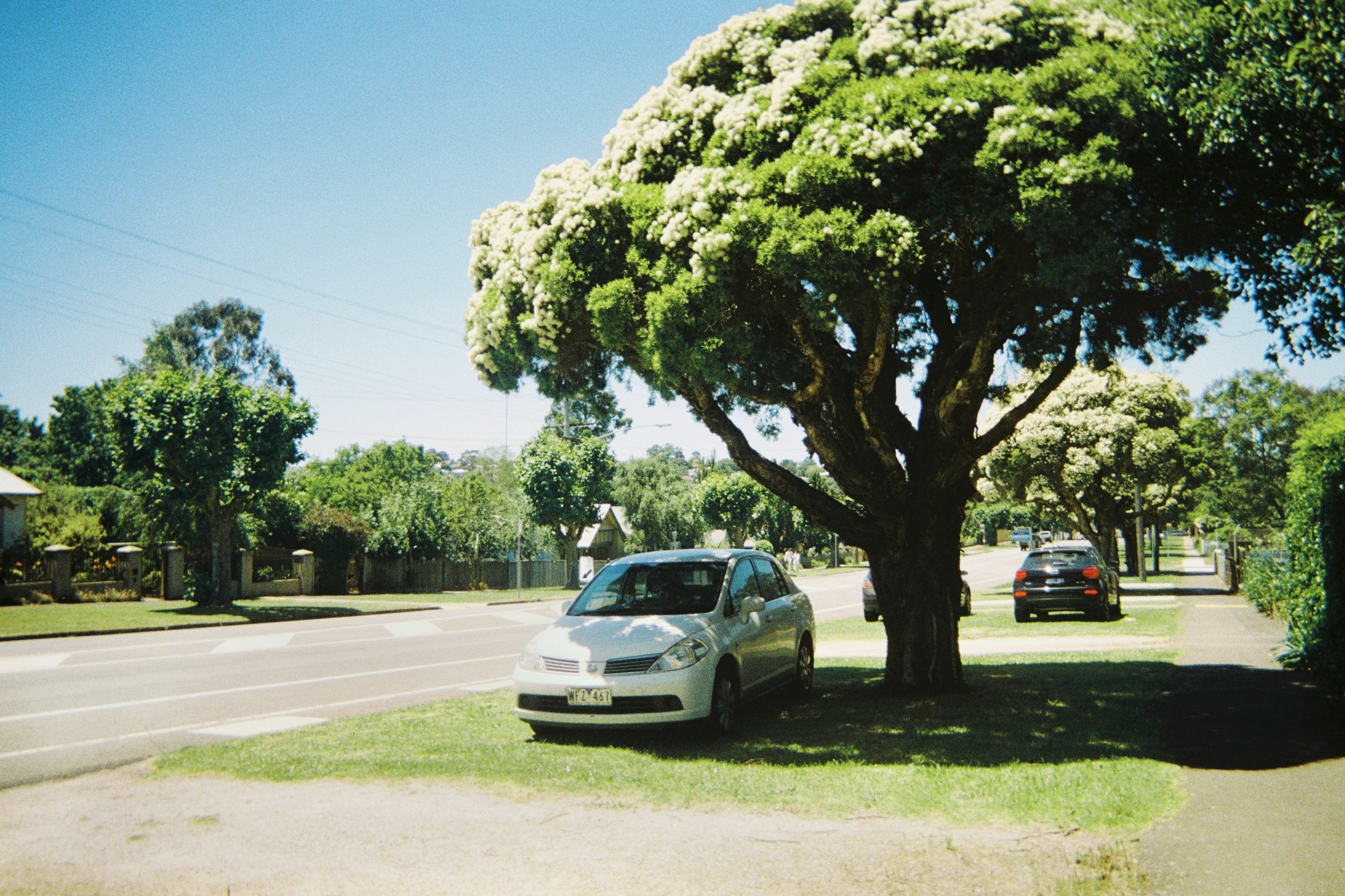 Car parked under a large flowering tree on a suburban street HD Wallpaper