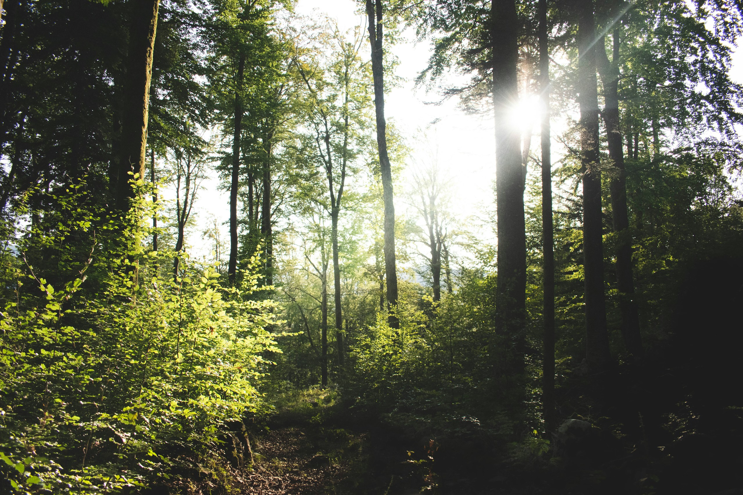 Sunlight filtering through a lush forest canopy HD Wallpaper