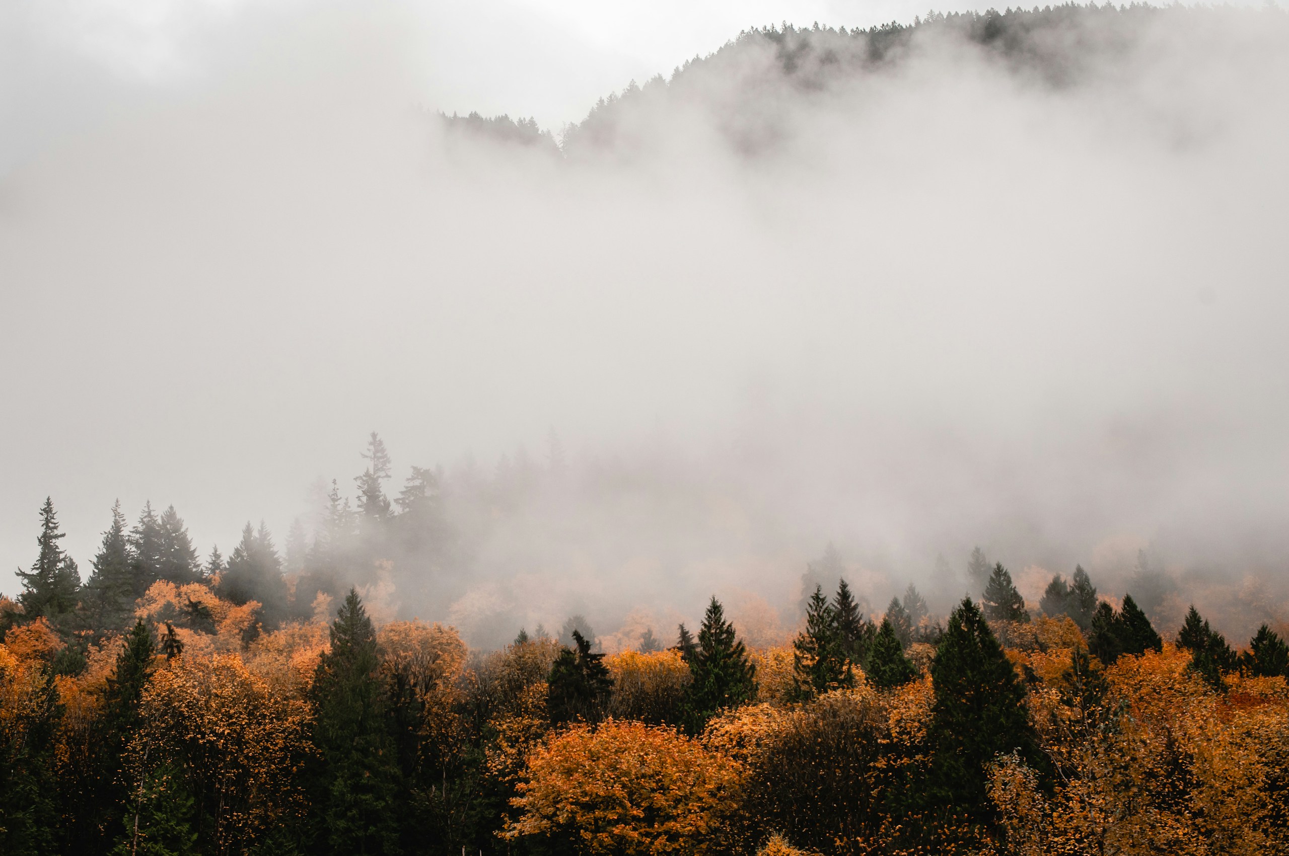 Autumn forest shrouded in fog HD Wallpaper