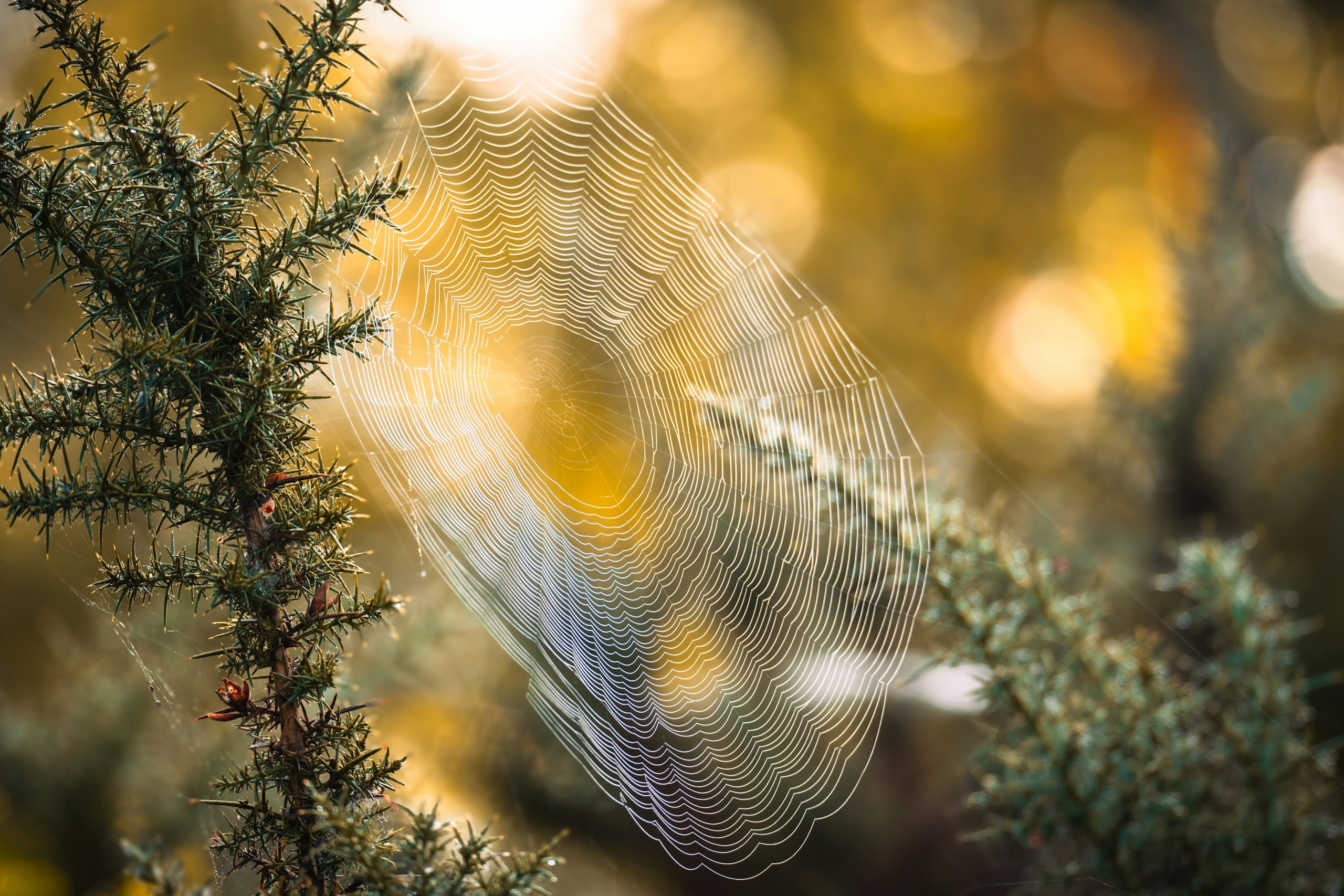Dew drops on a spiderweb between branches HD Wallpaper