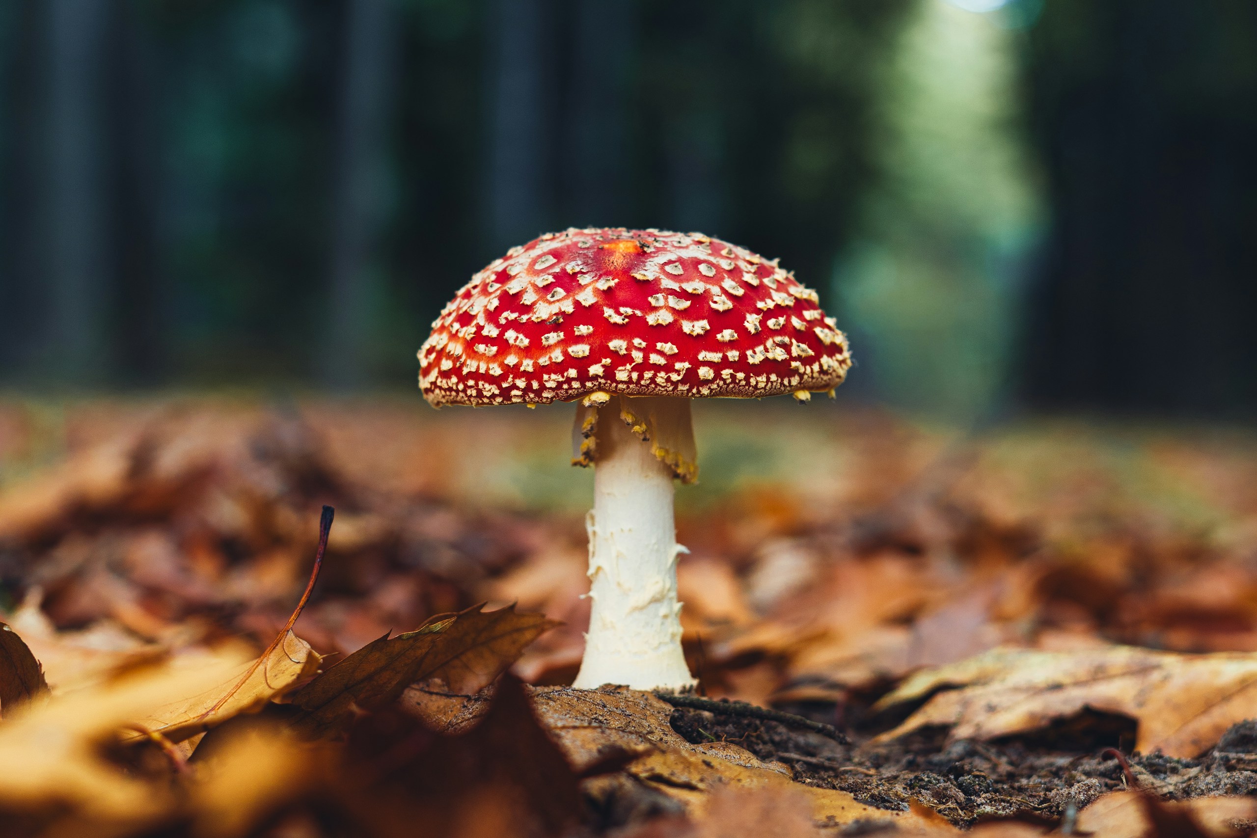 Red and white mushroom in autumn forest HD Wallpaper