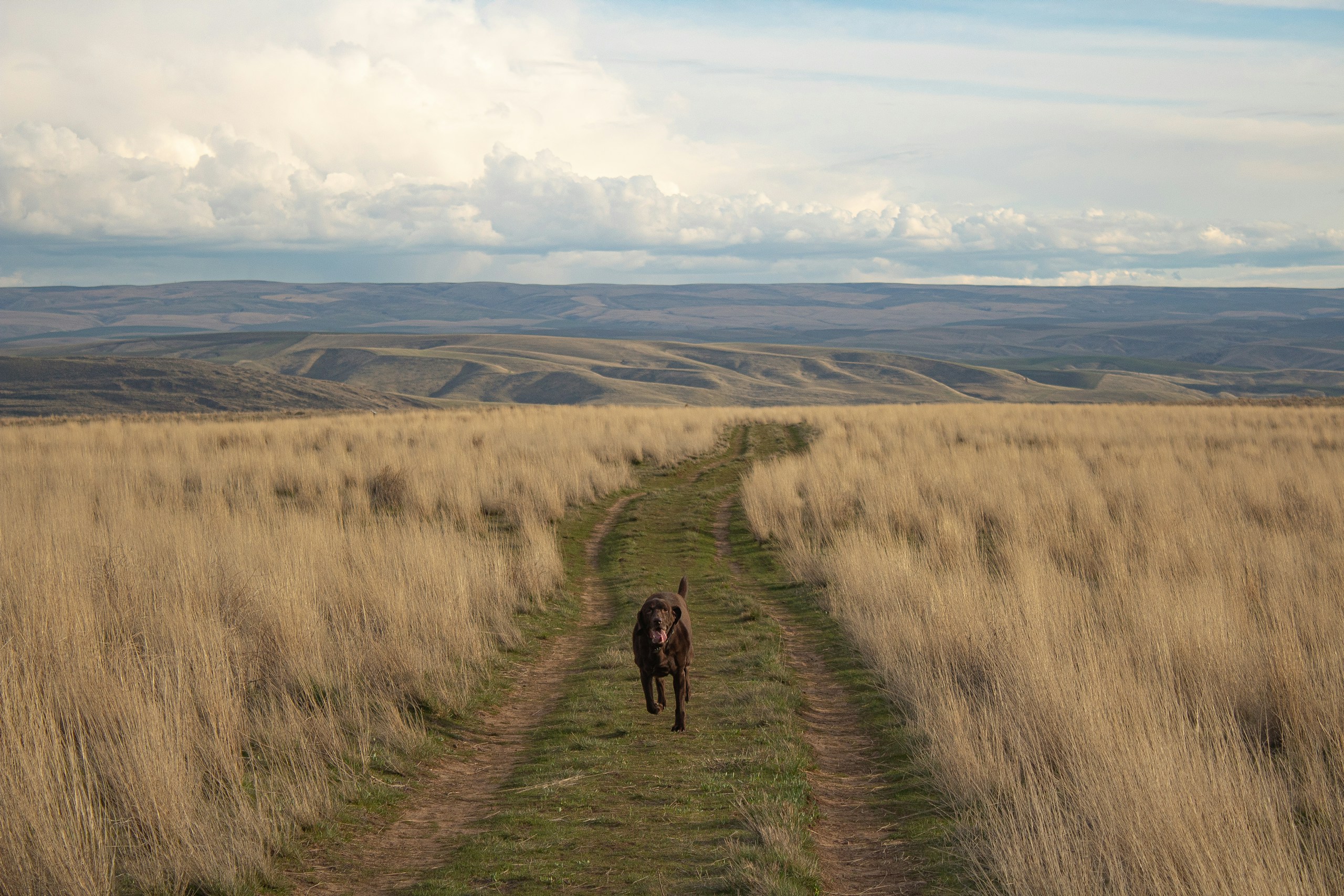 Dog running on a dirt path through a grassy field HD Wallpaper