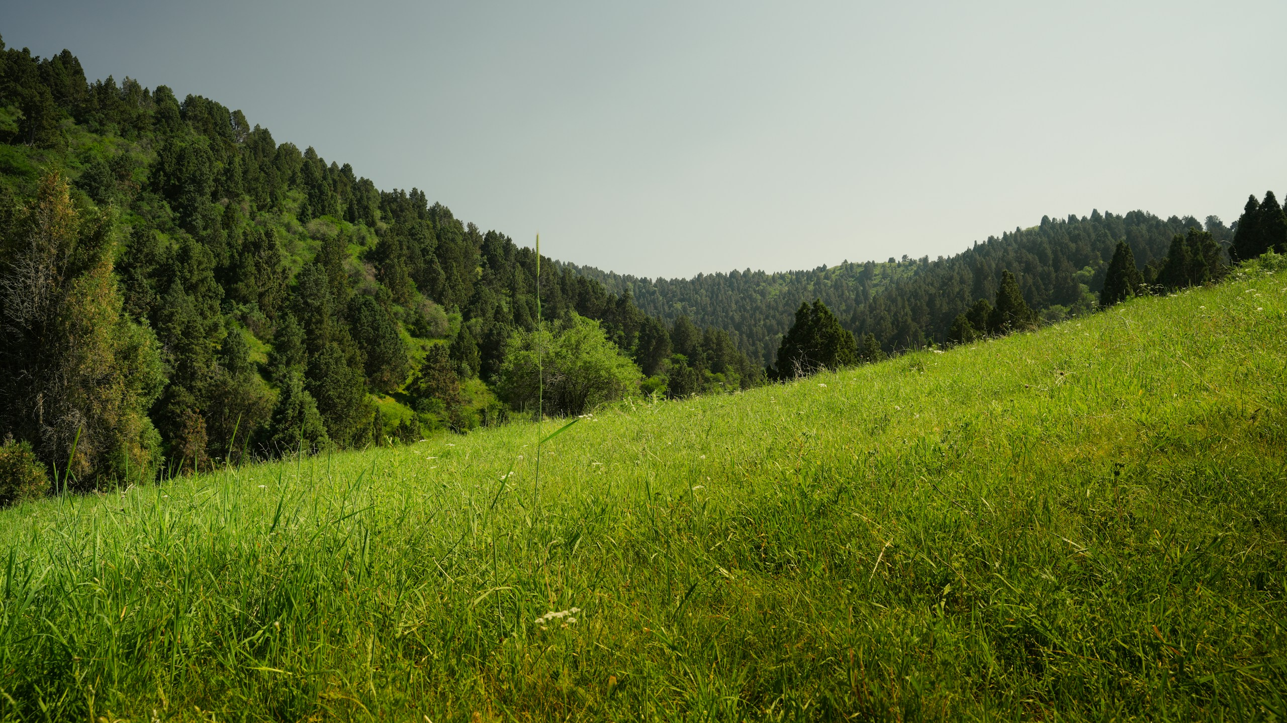 Grassy hill slopes towards a lush green forest HD Wallpaper