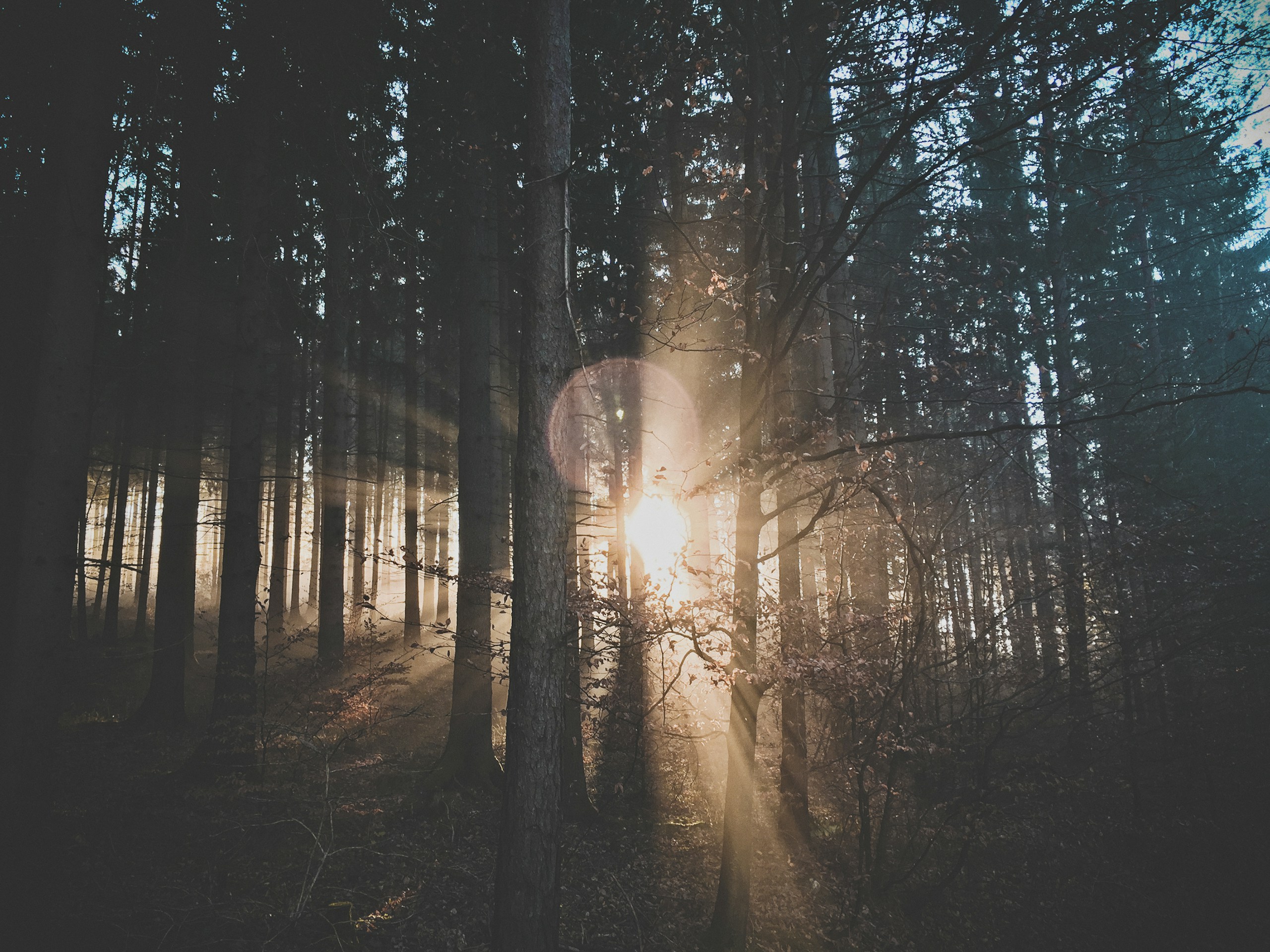 Sunbeams through a dark forest HD Wallpaper