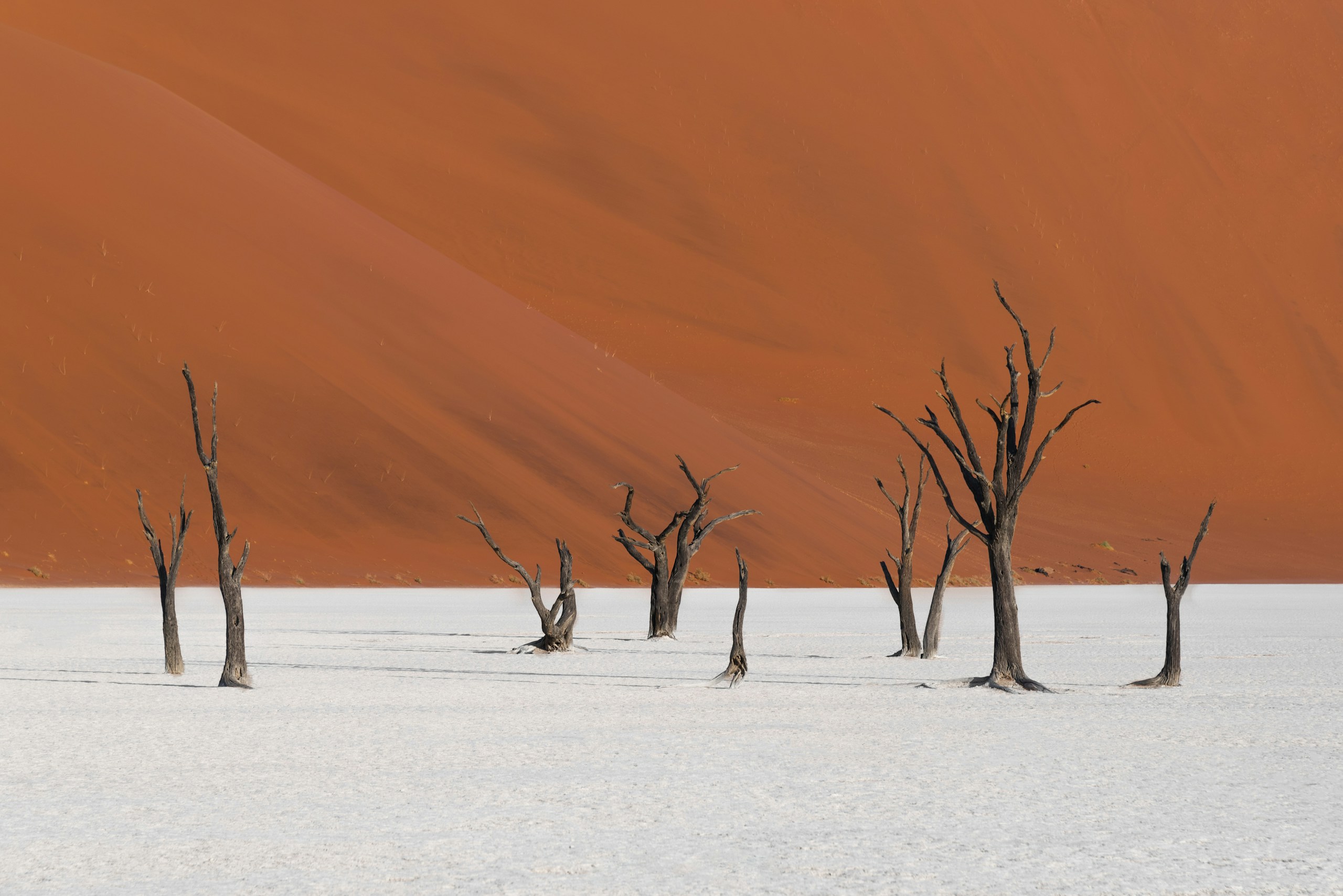 Dead trees in Deadvlei against a sand dune HD Wallpaper