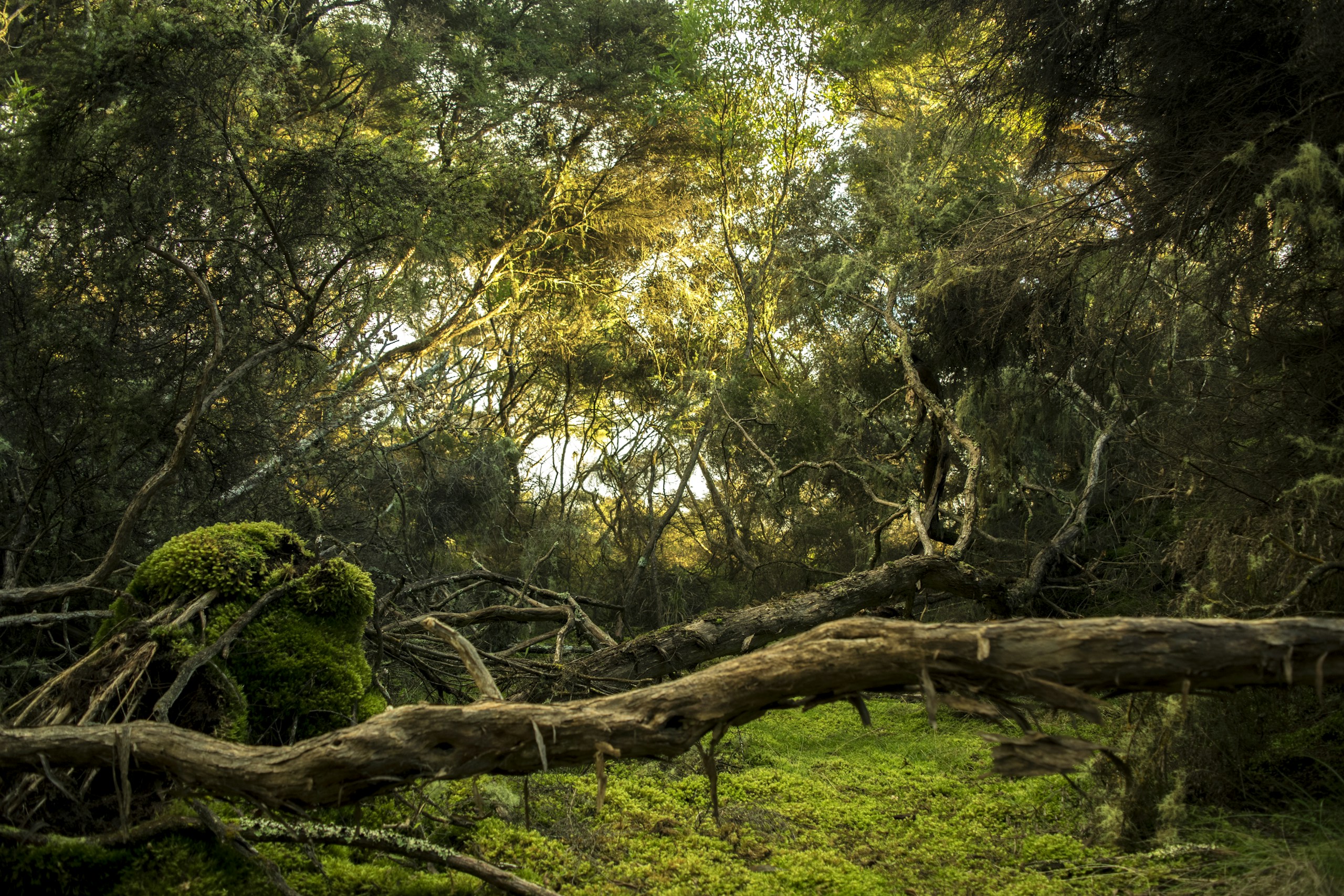Mossy forest floor with fallen branches HD Wallpaper