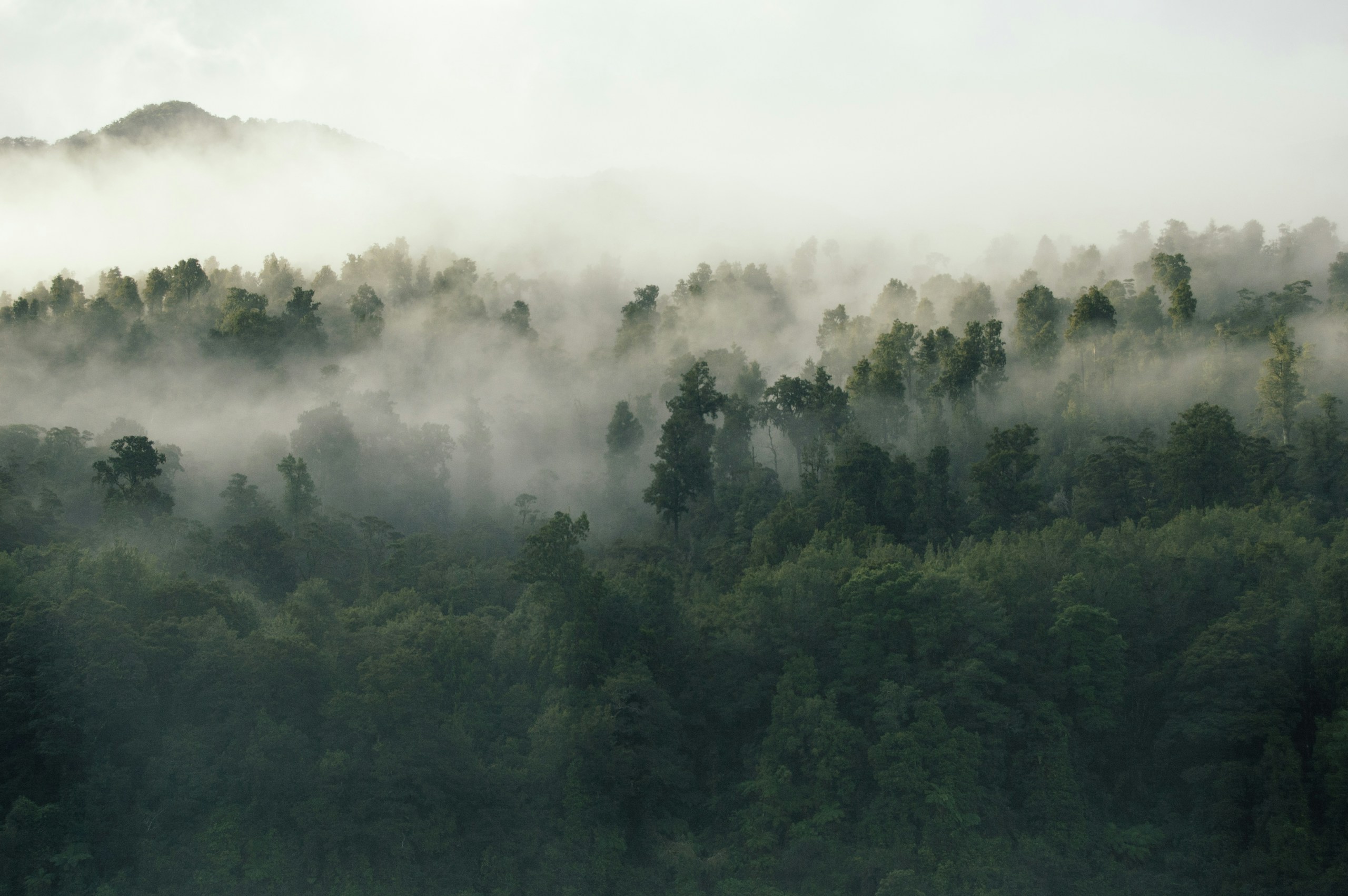 Misty forest canopy with distant mountains HD Wallpaper