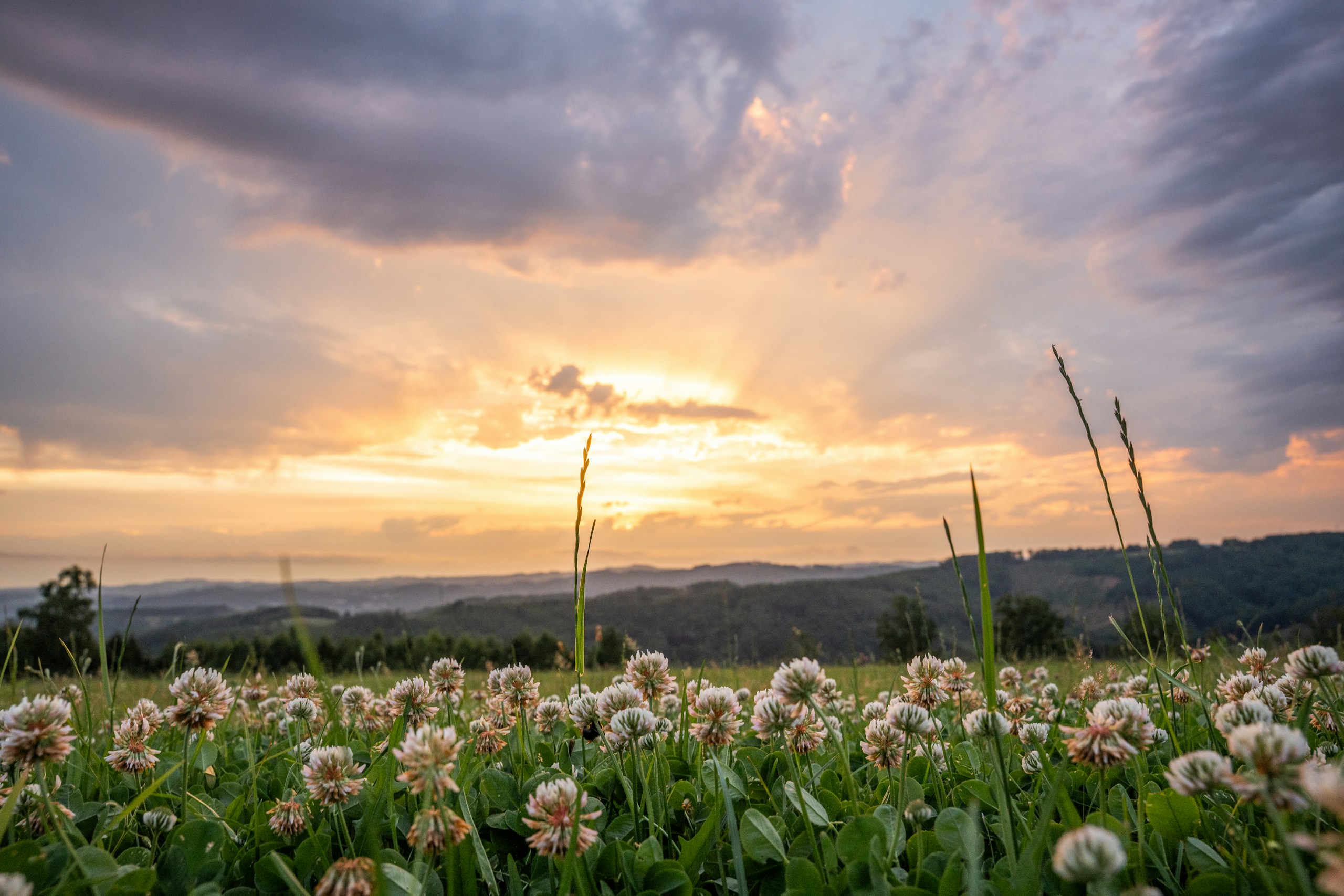 Field of white clover flowers at sunset HD Wallpaper