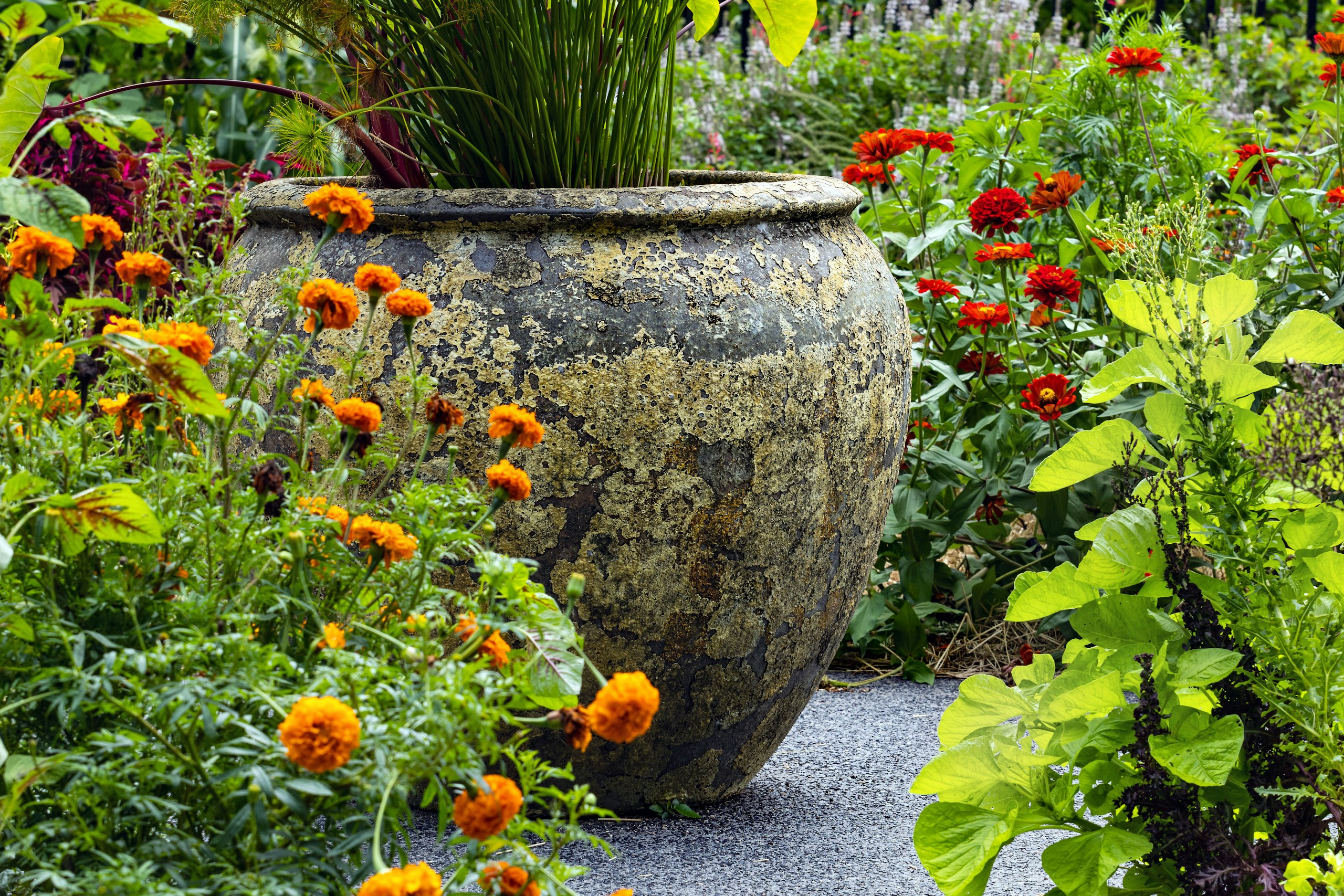 Large weathered pot with marigolds and zinnias HD Wallpaper