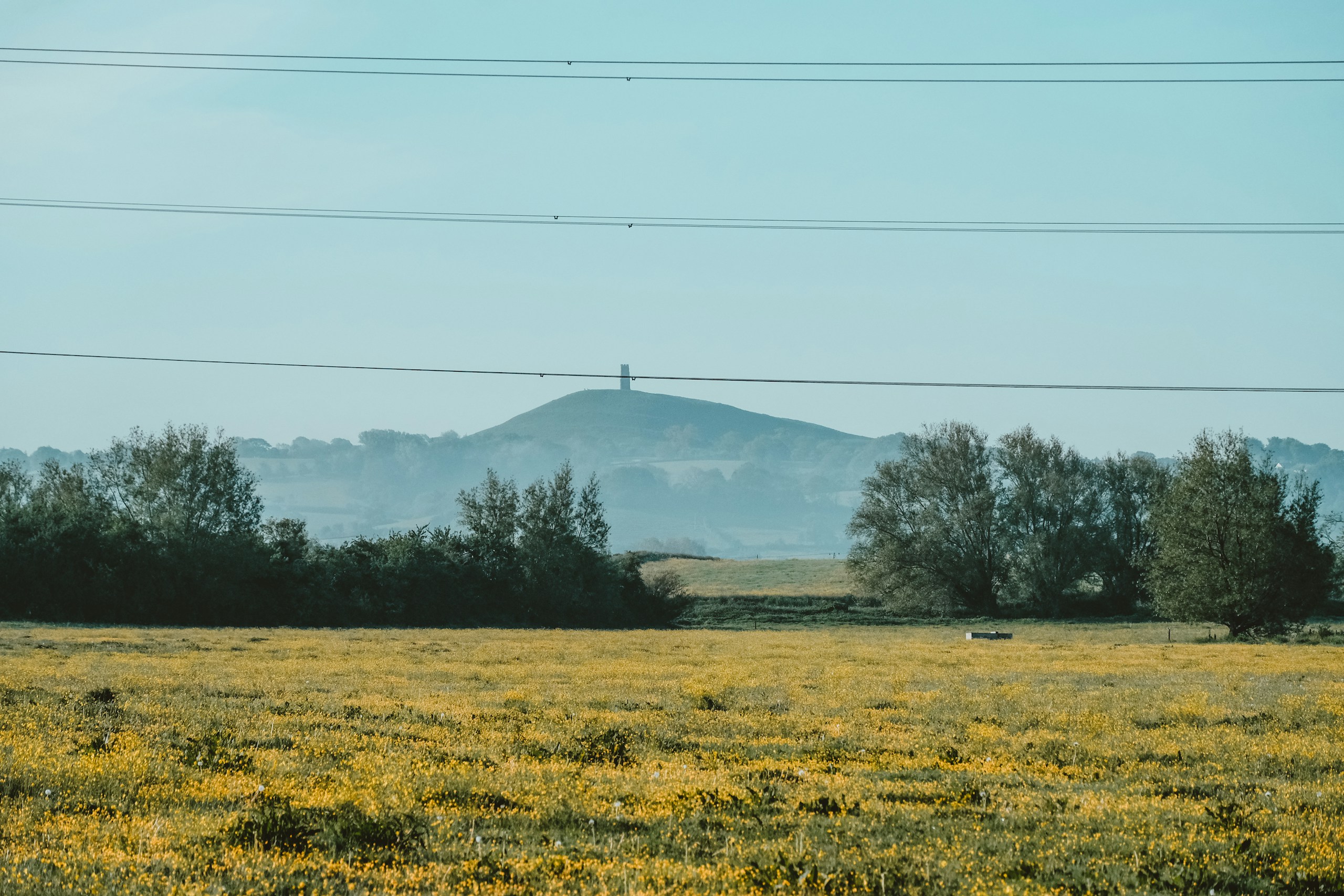 Field of yellow flowers with Glastonbury Tor in distance HD Wallpaper