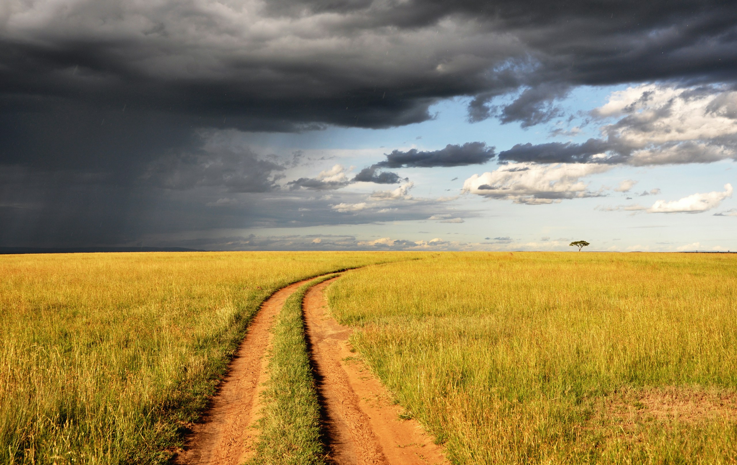 Dirt road through a grassy savanna under stormy clouds HD Wallpaper