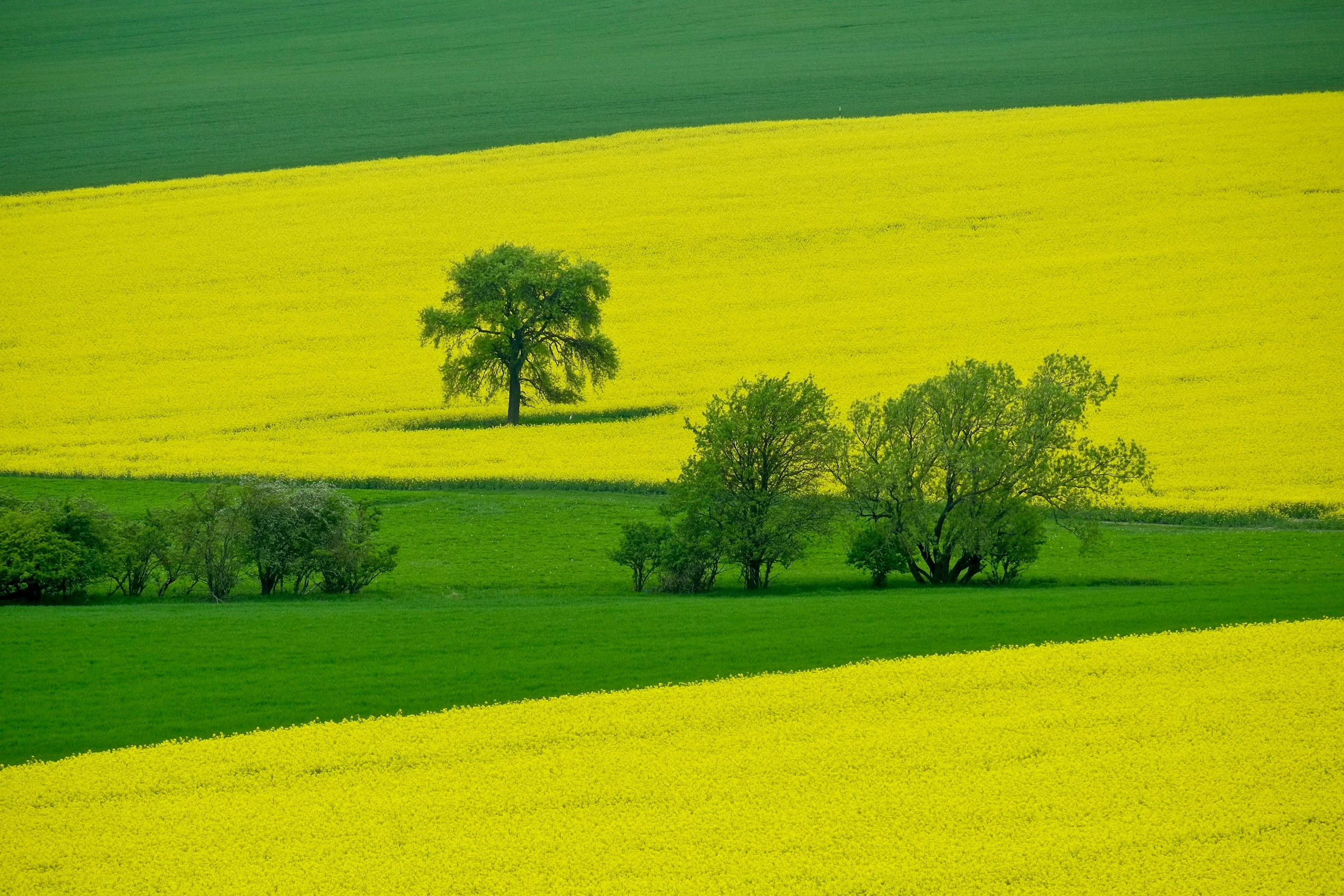Rolling hills of yellow and green fields with trees HD Wallpaper