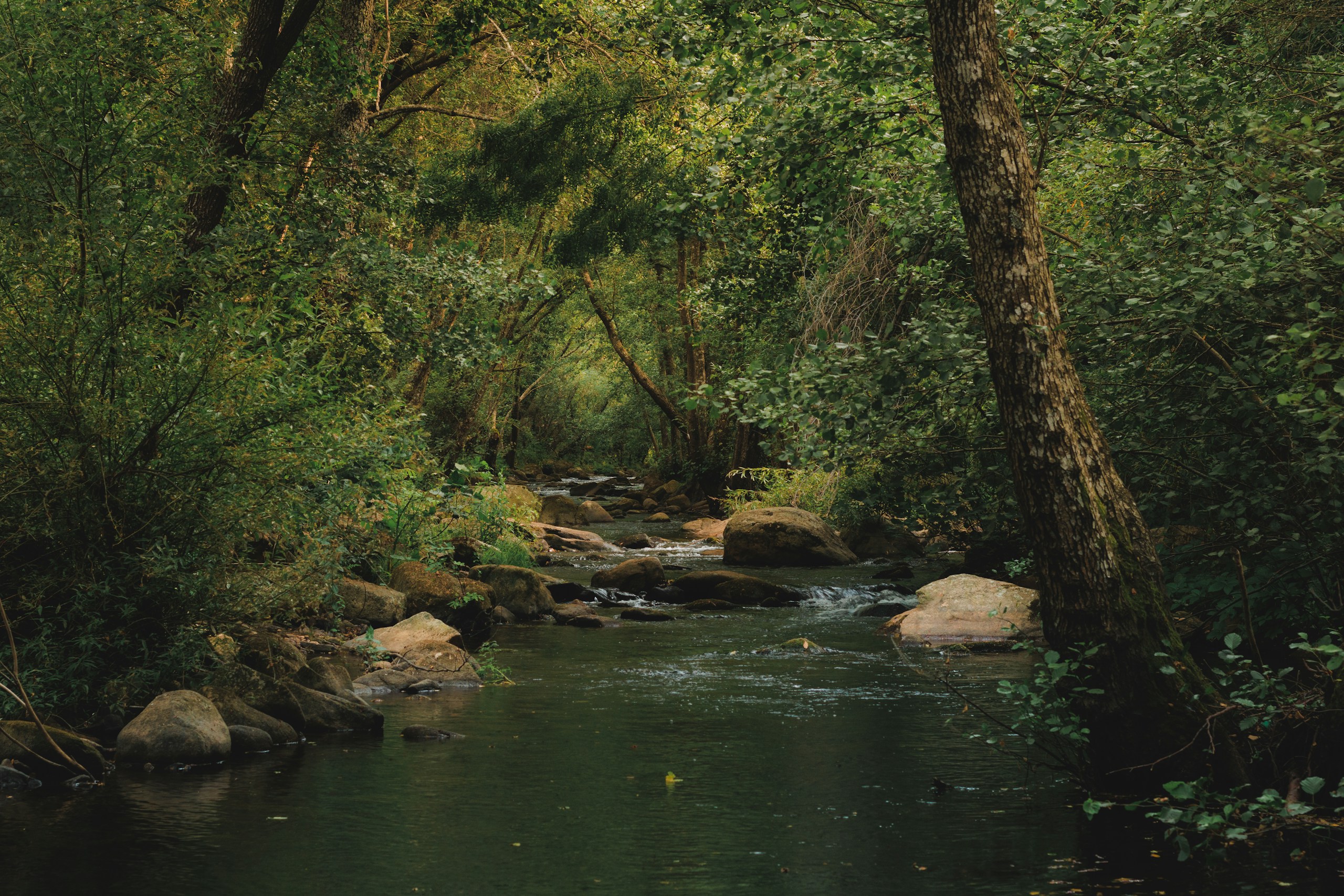 A stream flows through a dense, green forest. HD Wallpaper